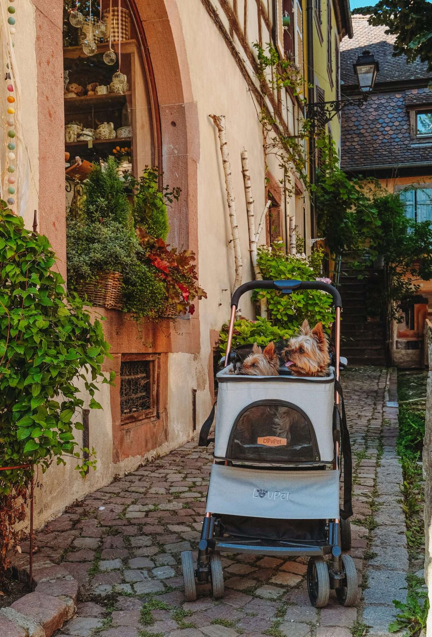 Dog in French village countryside best regions France