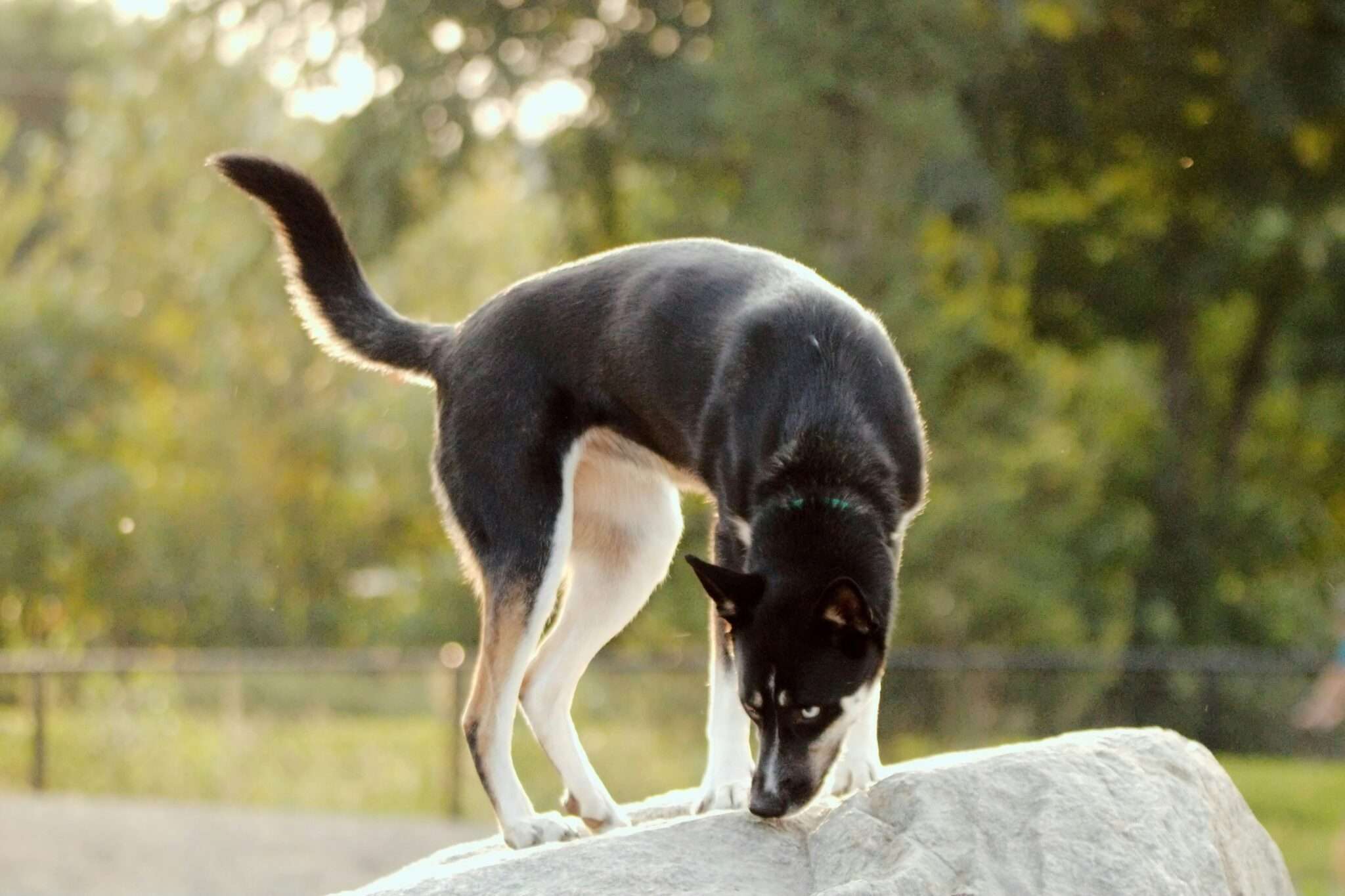Chien dans le Parc du Château de Versailles