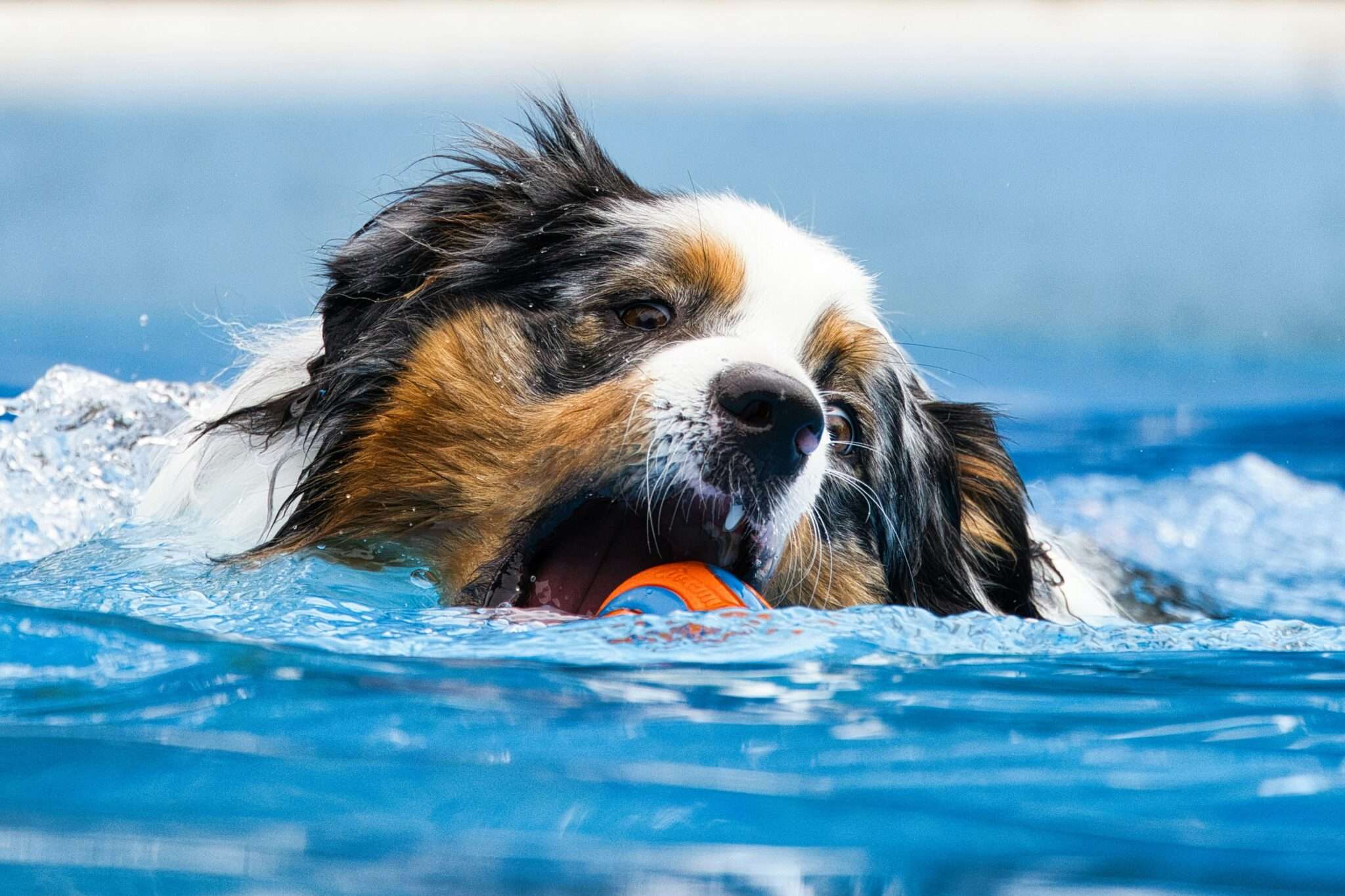 Chien qui nage dans l'eau en été, baignade sécurisée