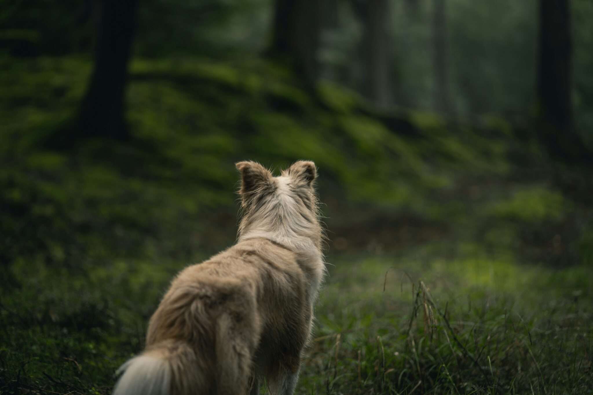 Chien dans la forêt de Fontainebleau en Île-de-France