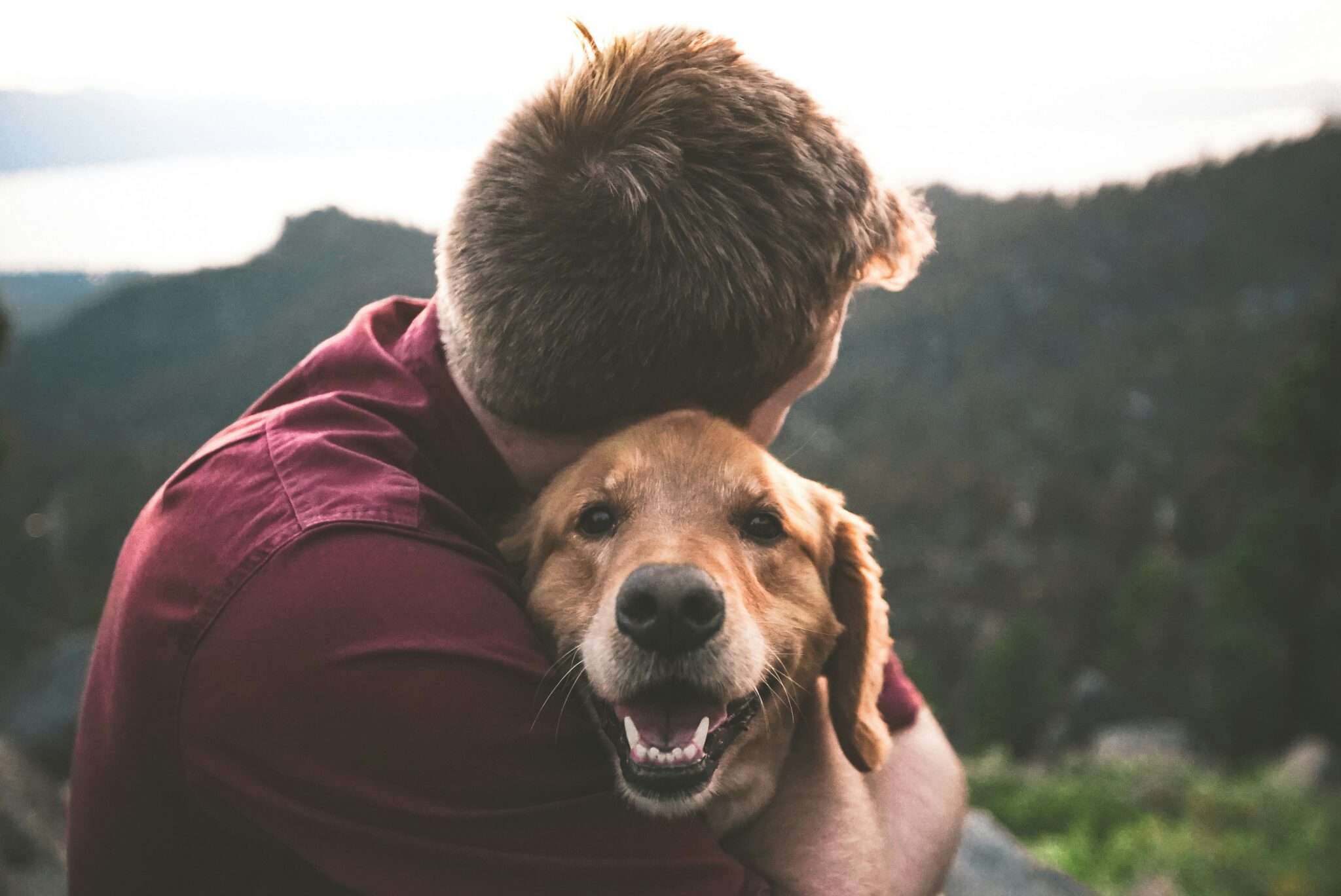 Annulation gratuite location vacances avec chien