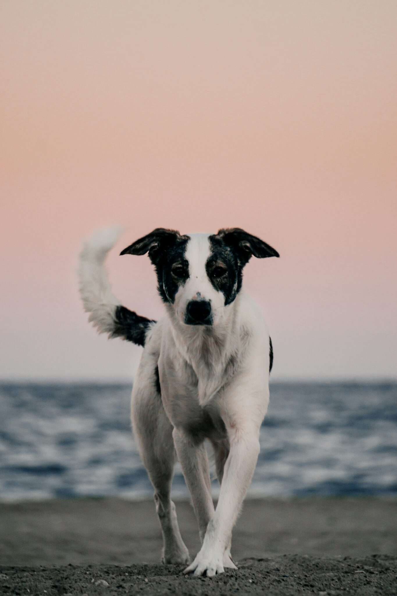 Chien qui regarde la mer depuis le bord d'une plage interdite aux animaux