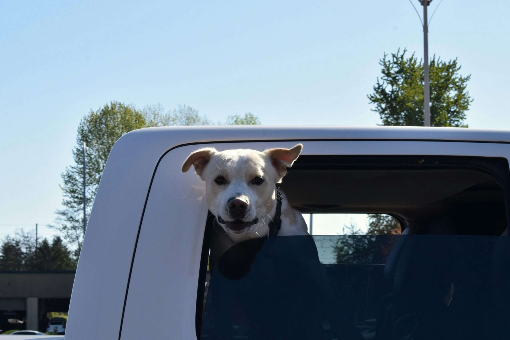 Chien qui profite d un road trip la tete sortie par la fenetre de la voiture