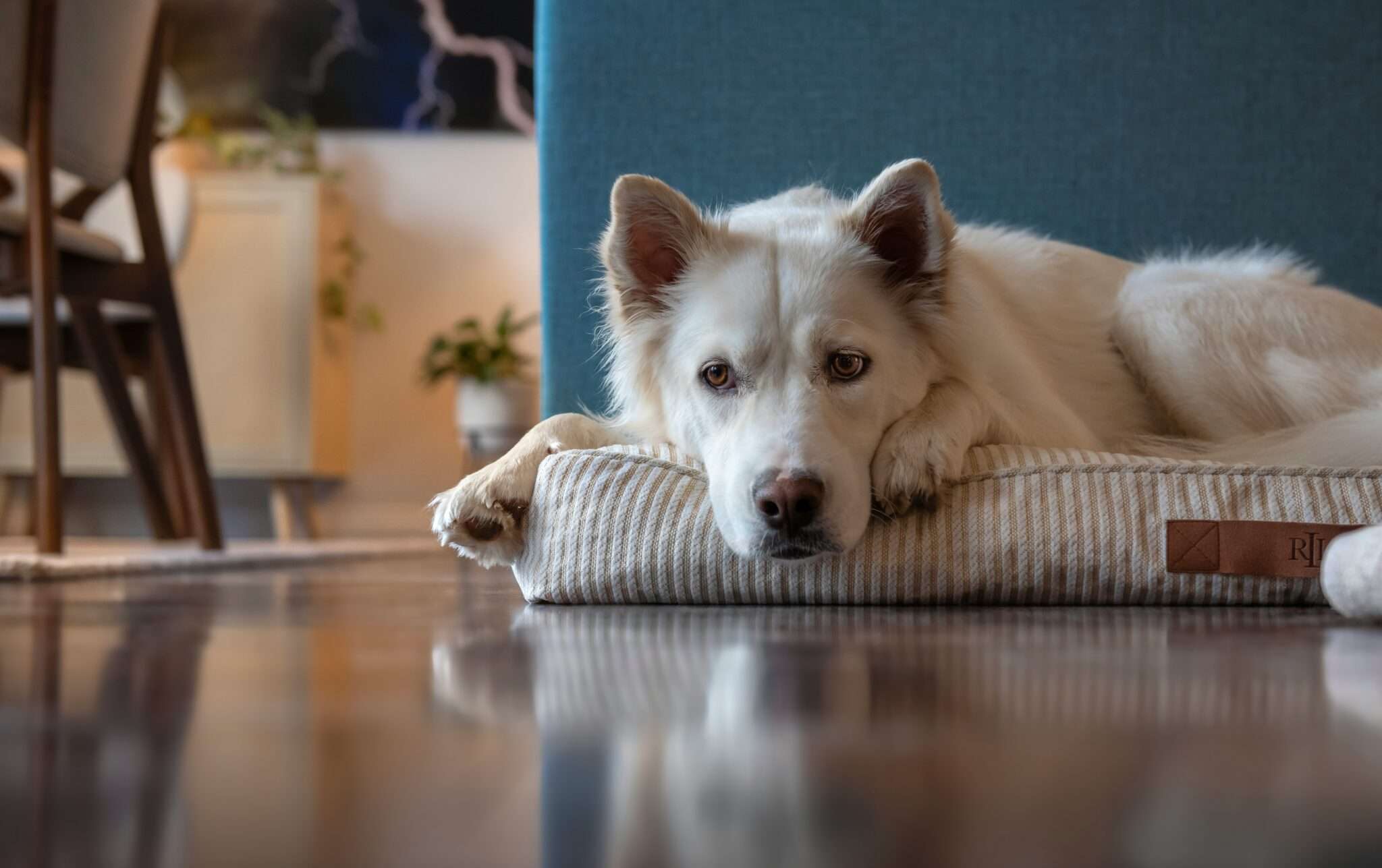 Chien qui attend seul a la maison ou dans un appartement pendant l absence du proprietaire