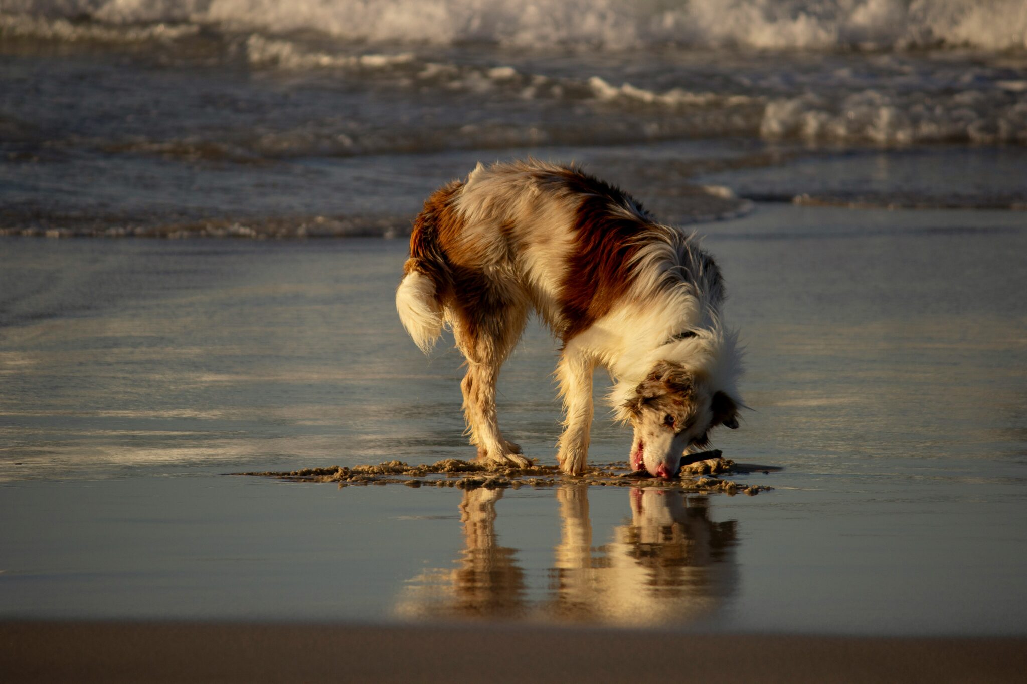 Chien sur une plage atlantique de Nouvelle-Aquitaine