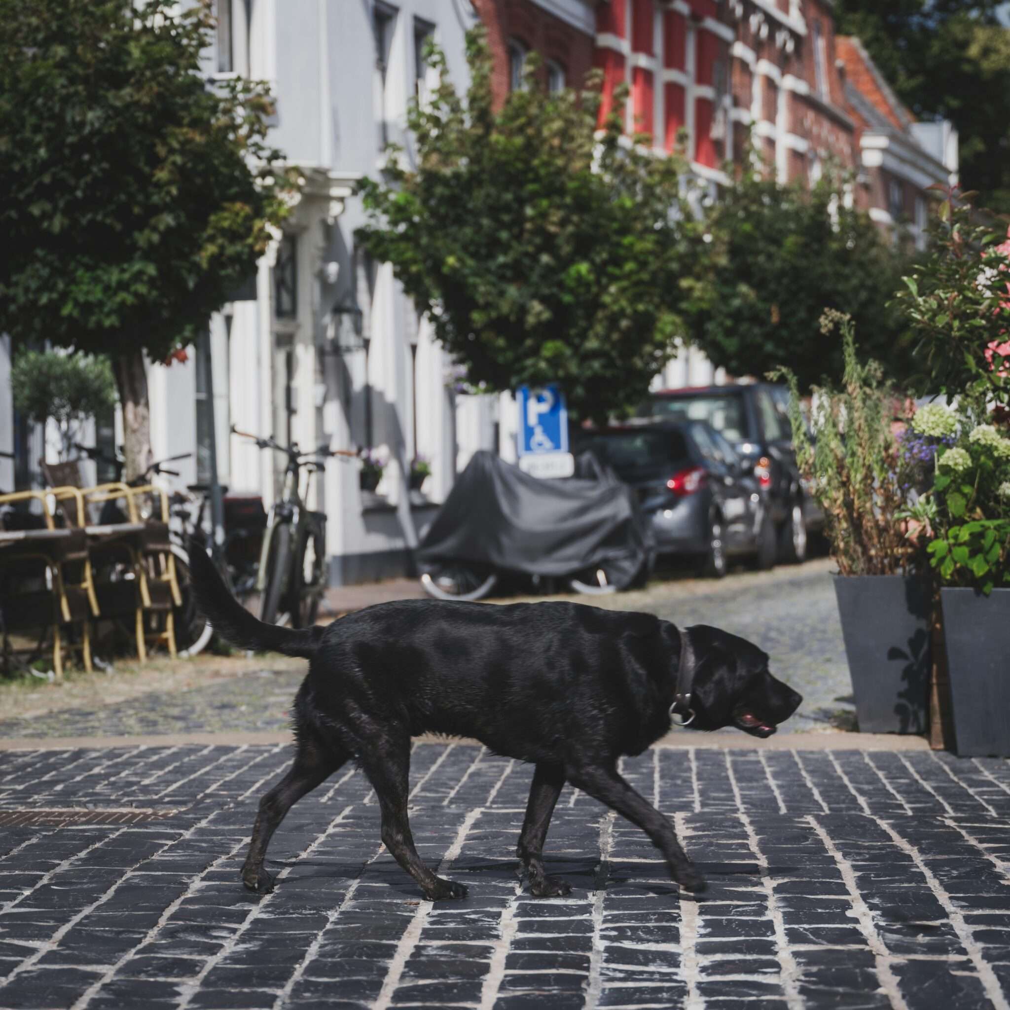 Chien en Alsace dans un village de la Route des Vins ou en foret des Vosges