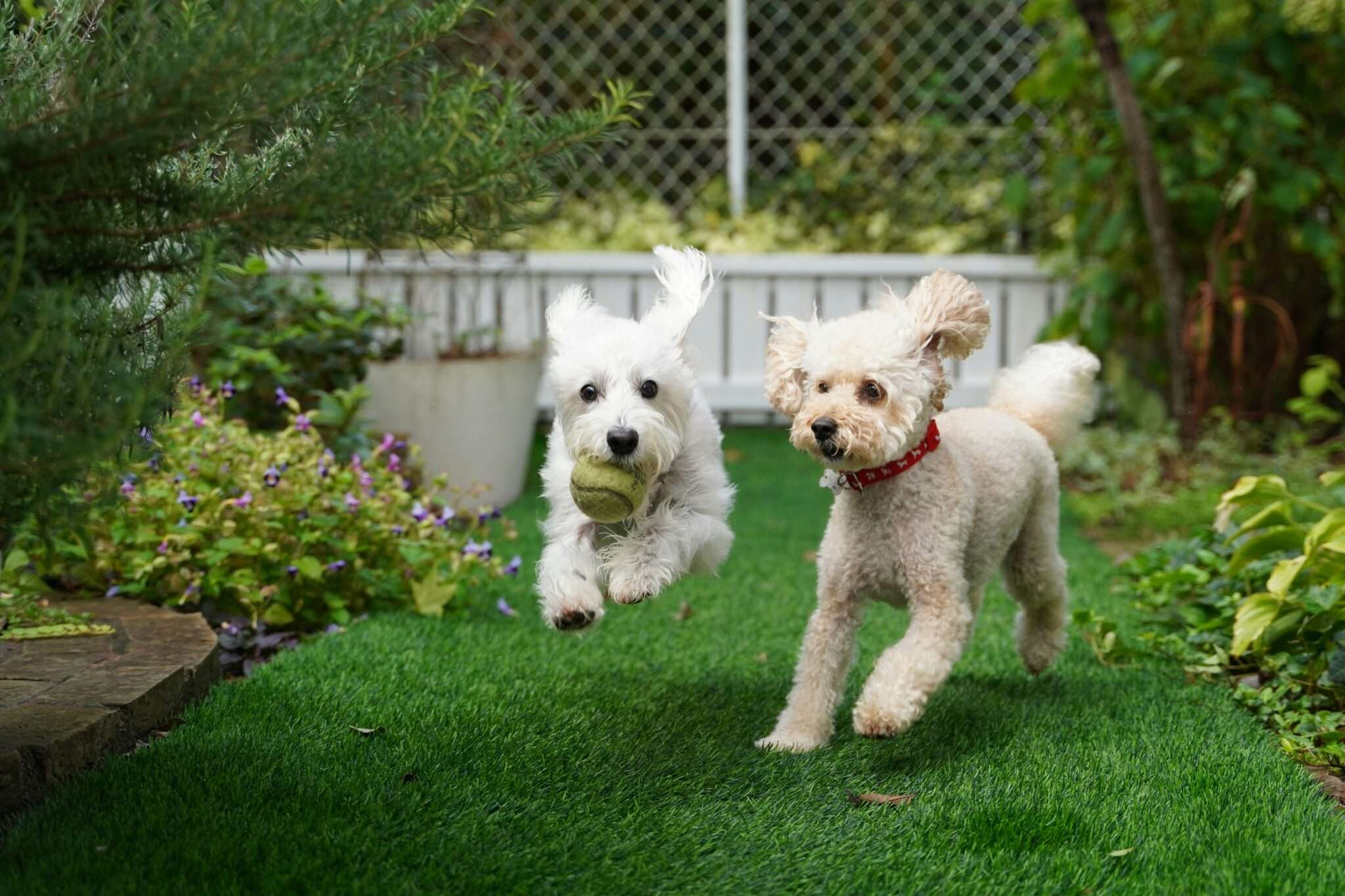 Belle maison de vacances avec jardin cloture accessible aux chiens, location dog-friendly
