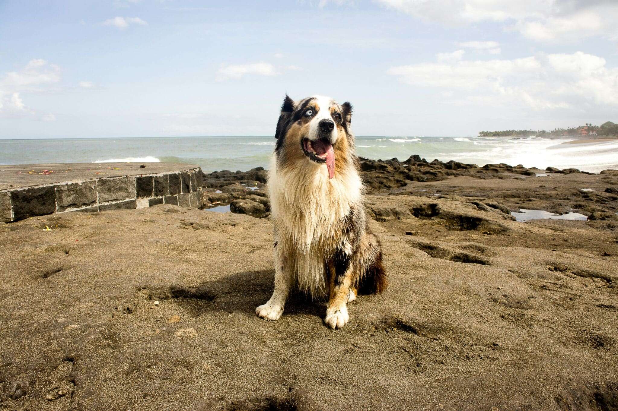 Chien assis sur une plage de la Côte d'Opale avec la mer du Nord en arrière-plan
