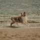 Un chien sur la plage de galets noirs de Nonza, plage dog-friendly toute l'année au Cap Corse