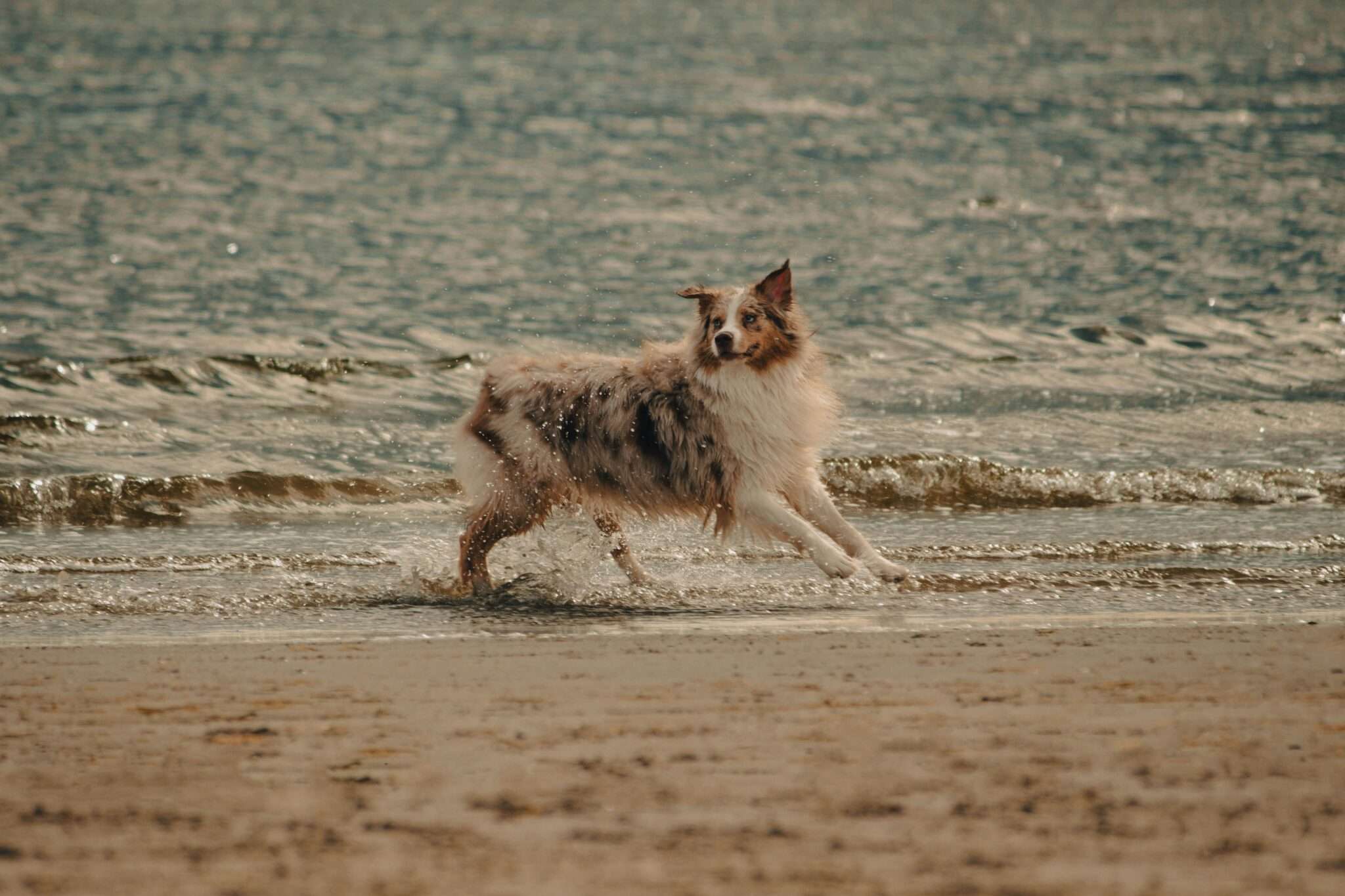 Un chien sur la plage d'Aigues-Mortes, plage dog-friendly dans le Gard