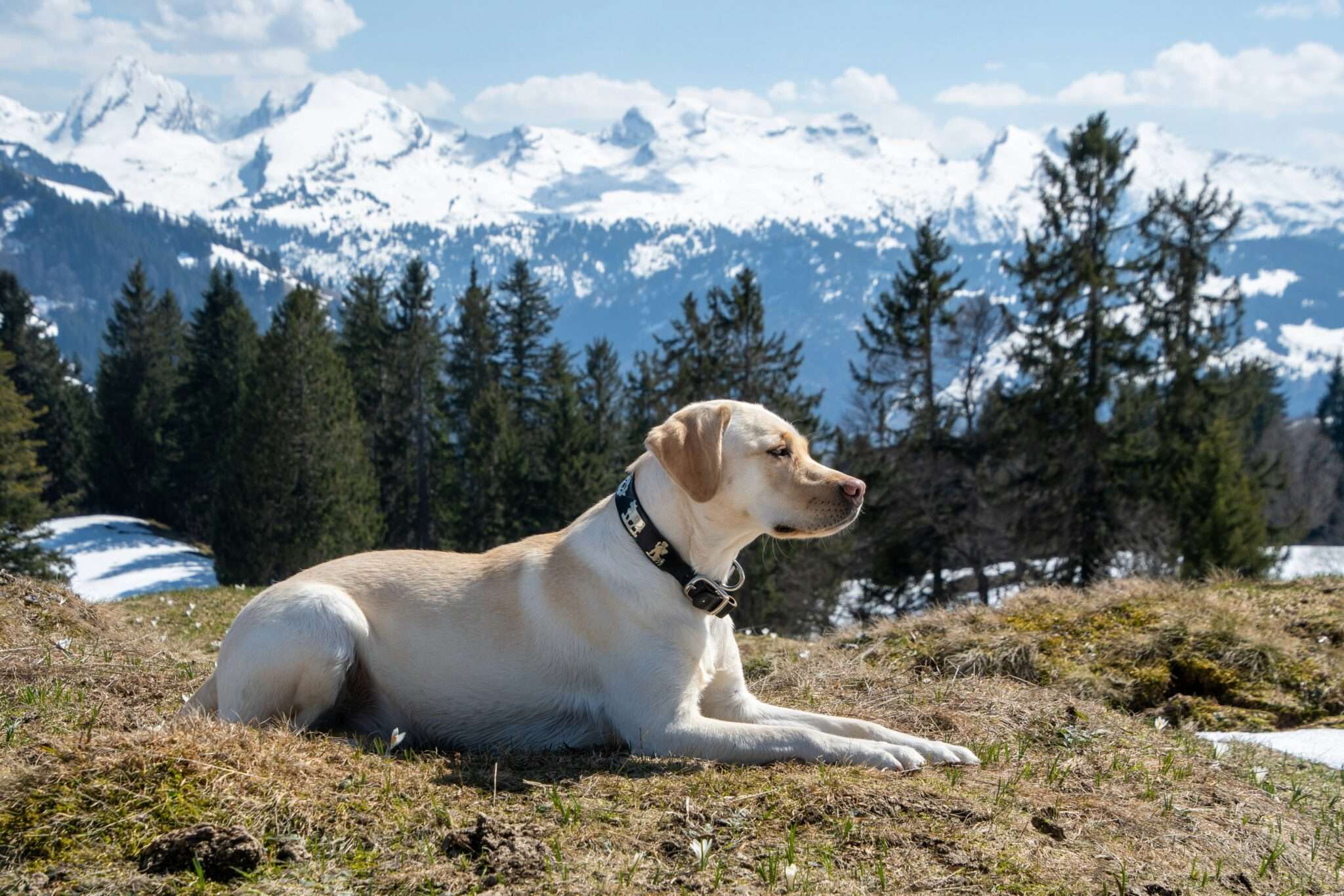Dog hiking in the Alps mountain trail France