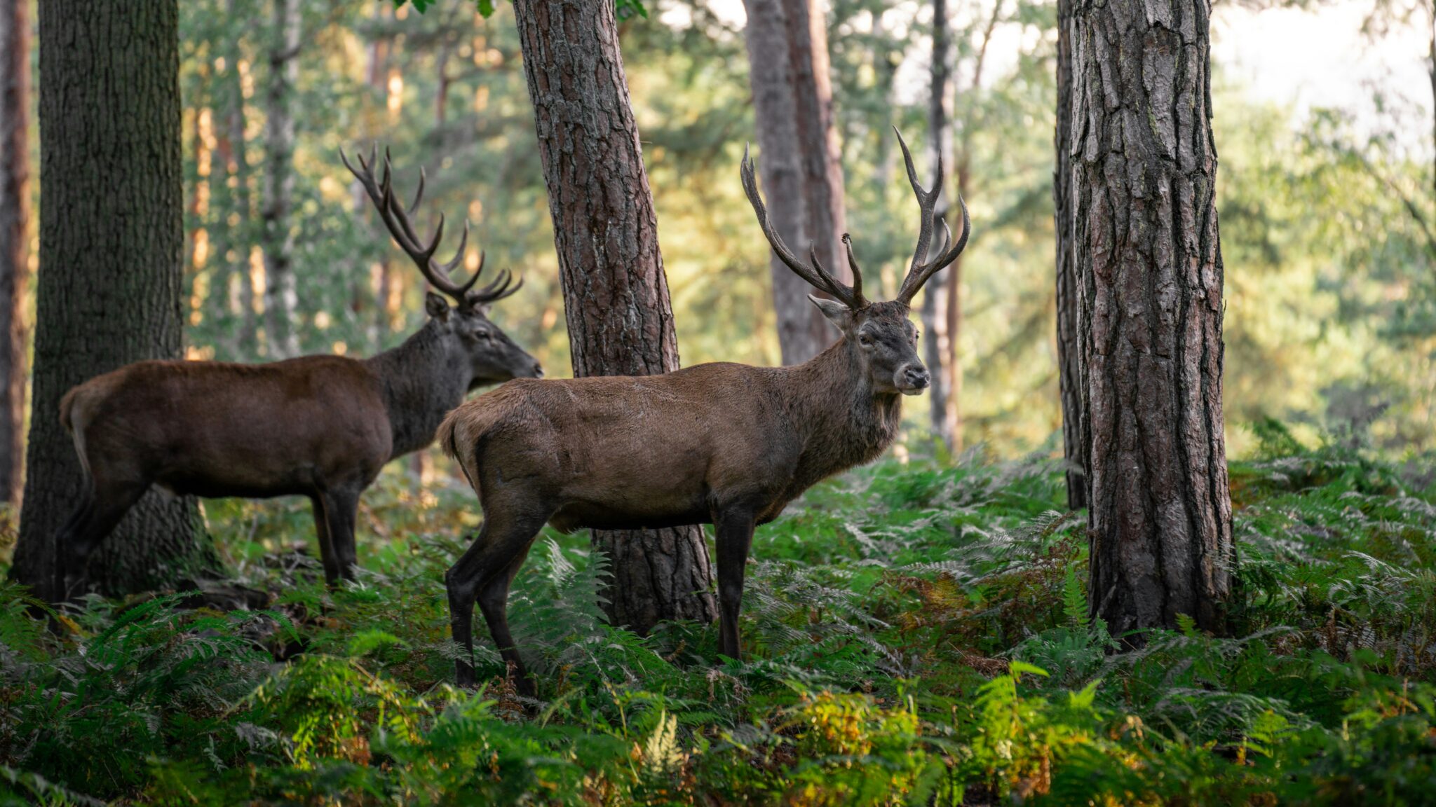 Cerfs dans la forêt de Rambouillet en Île-de-France