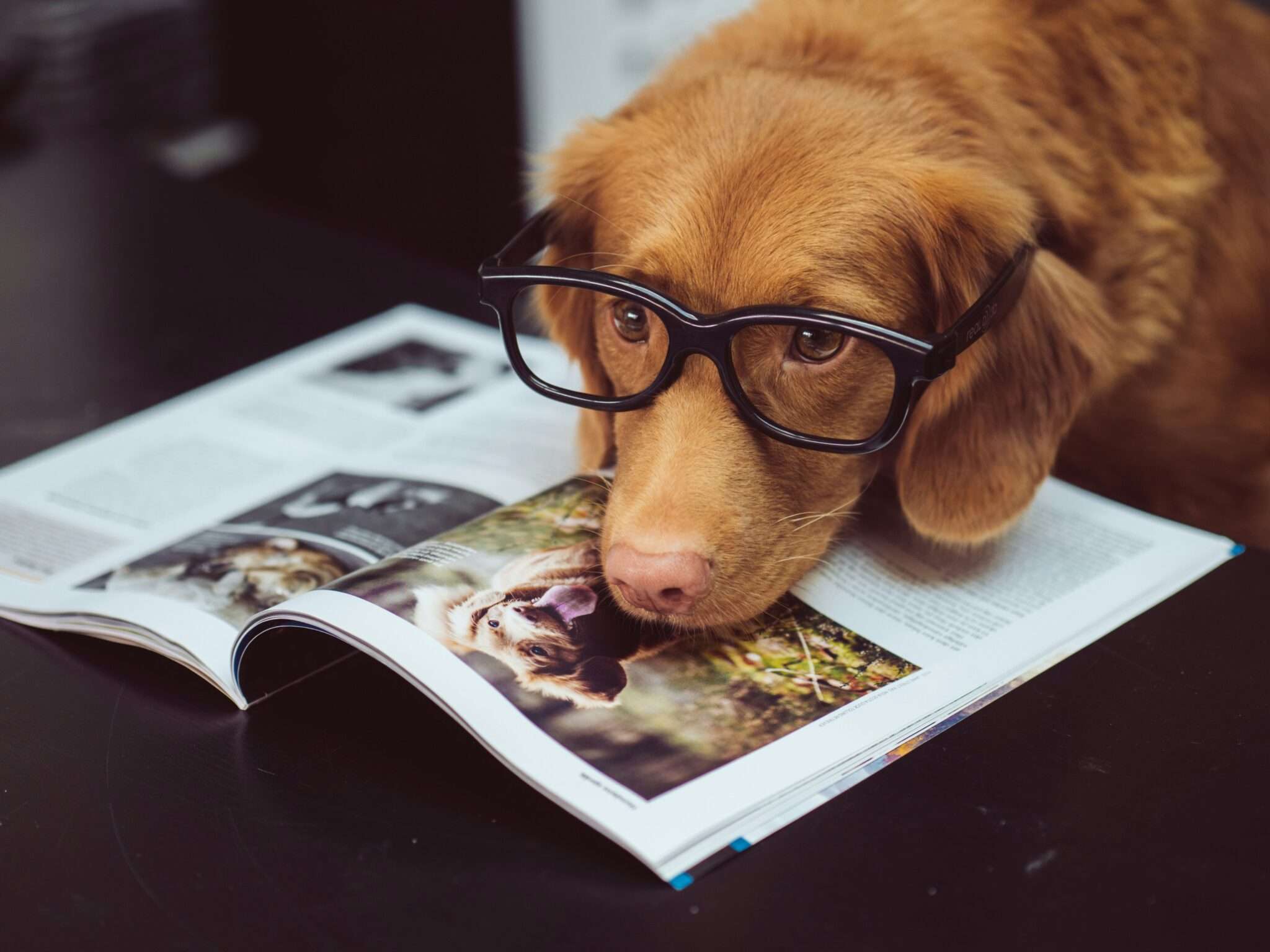 Dog entry requirements France EU pet passport microchip rabies vaccination