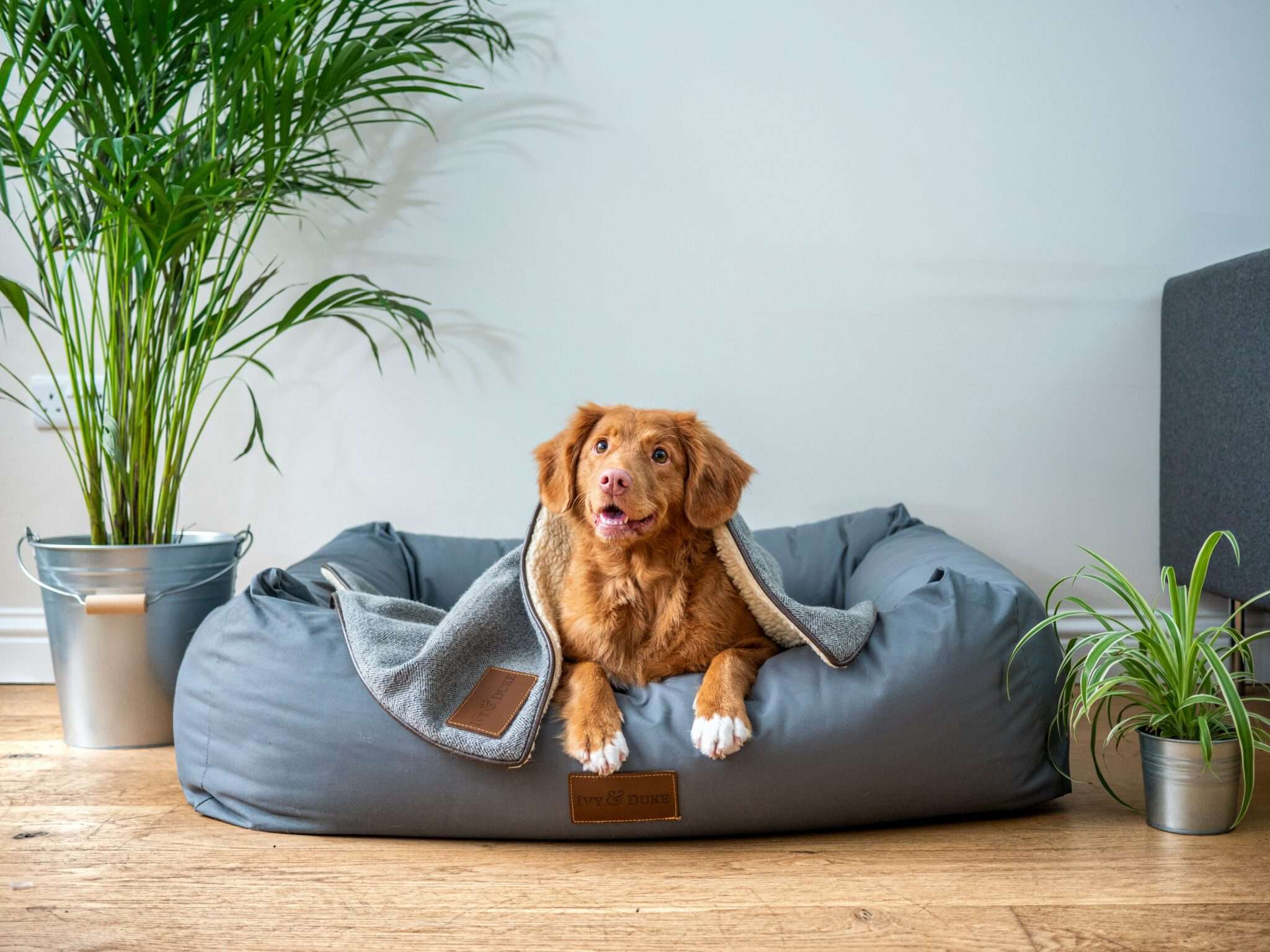 Location vacances avec chien sans supplément