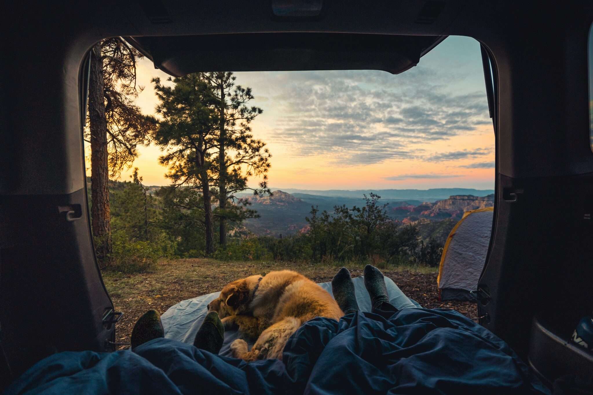 Chien devant une tente ou au camping en pleine nature en France