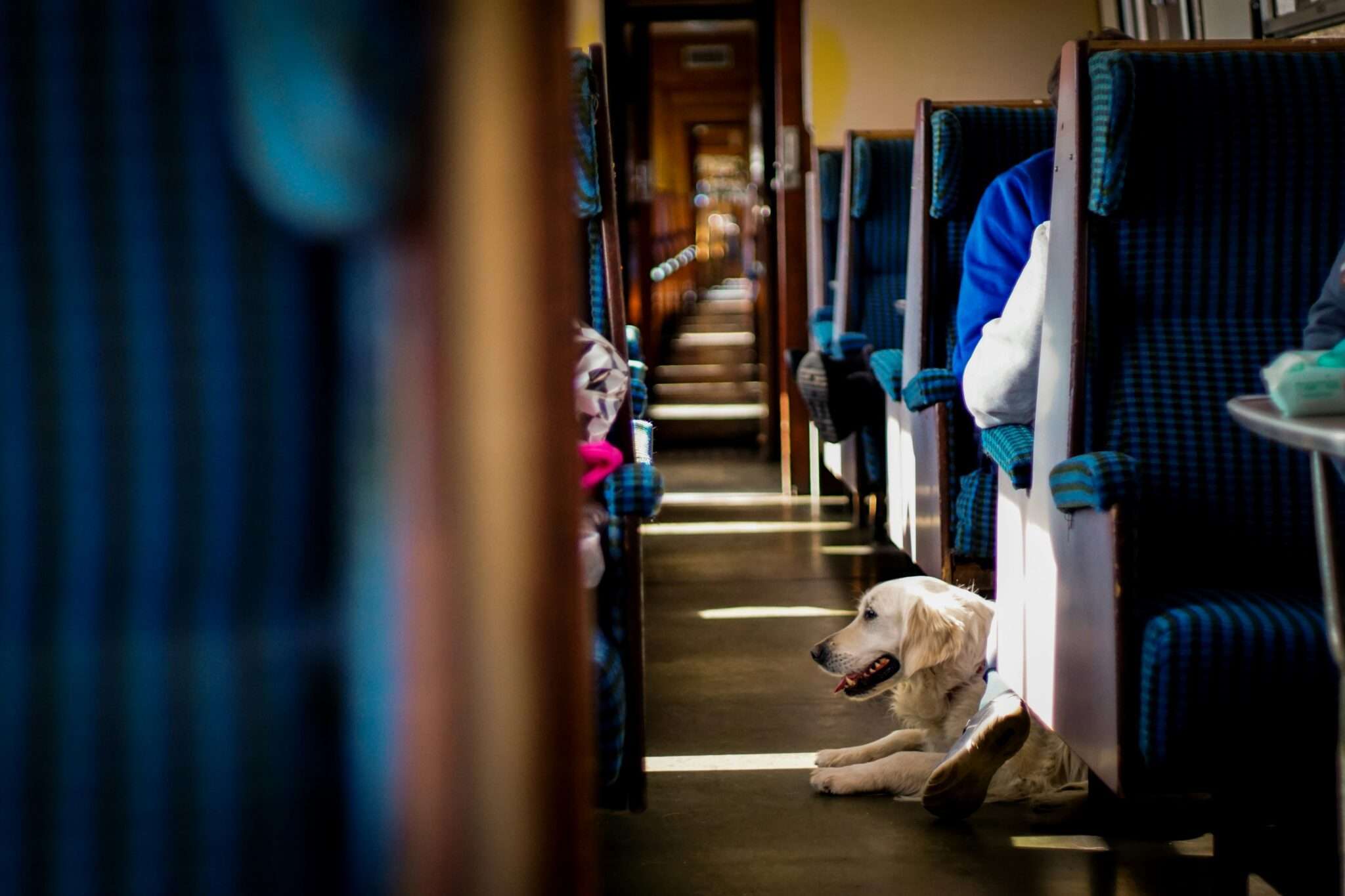 Dog travelling by train SNCF France