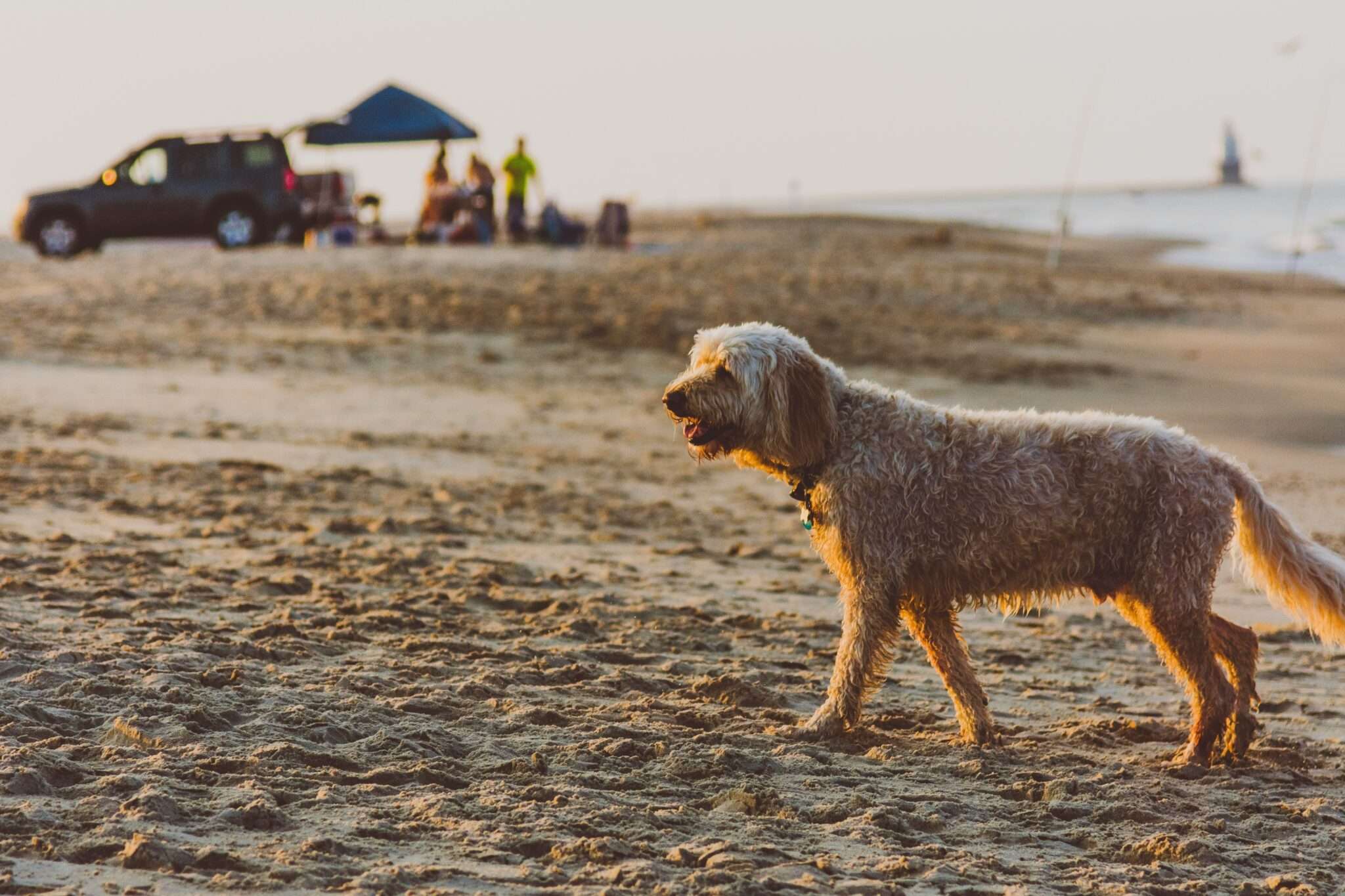 Dog on a dog-friendly beach in France summer