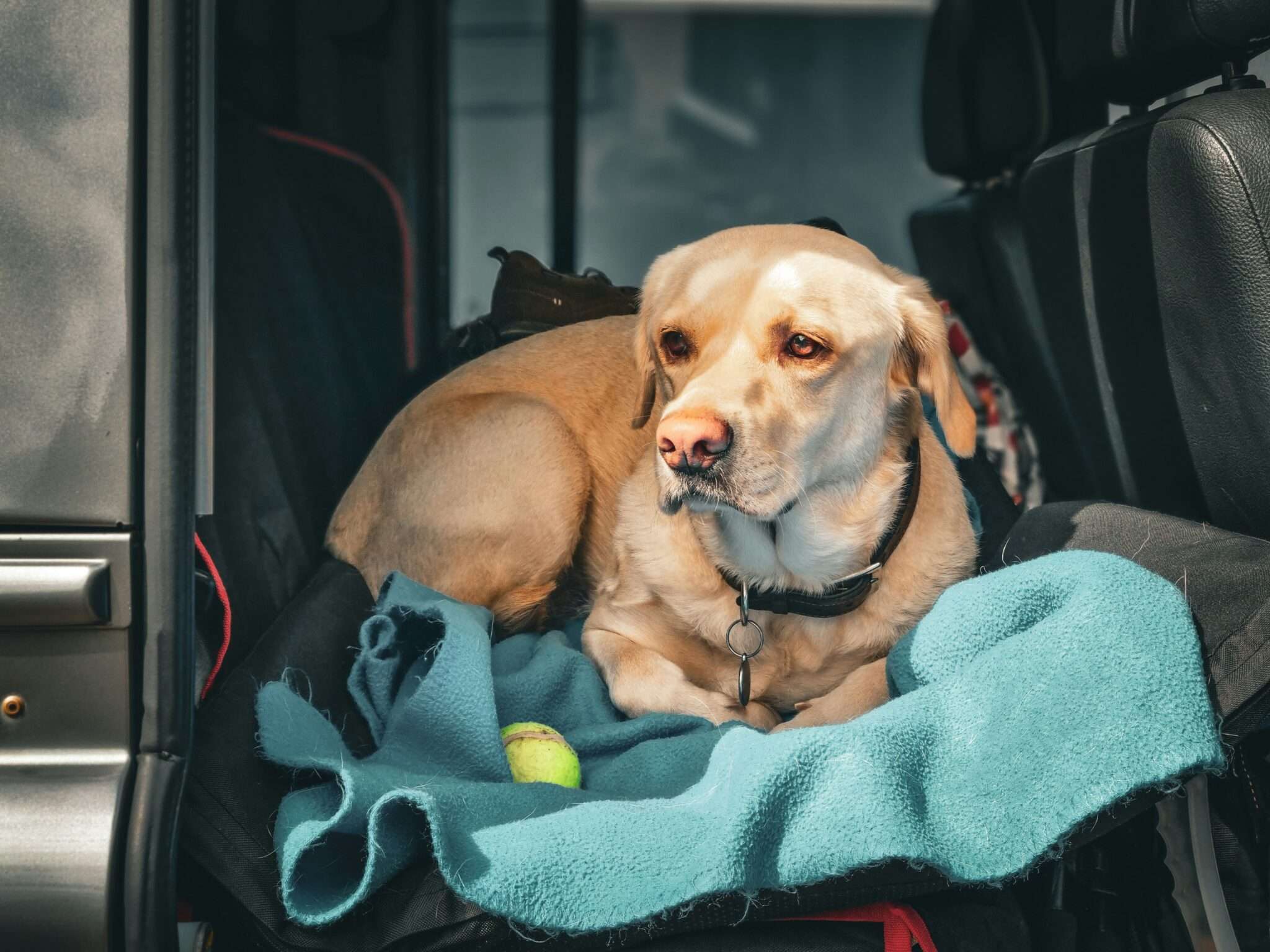 Voyage en avion avec son chien, transport aérien