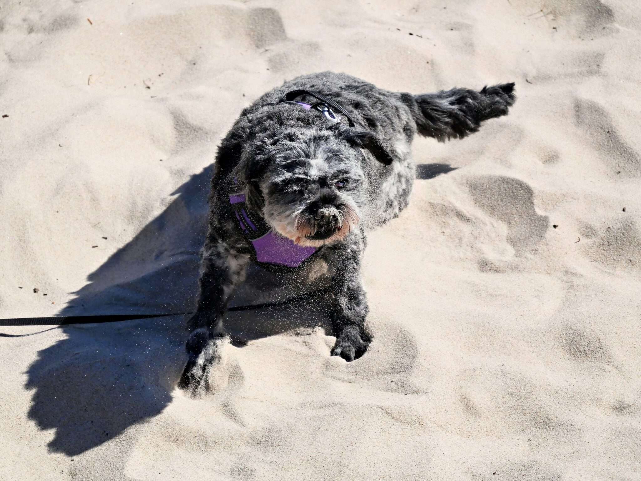 Un chien sur la plage de Fort-Mahon-Plage, plage dog-friendly en Somme