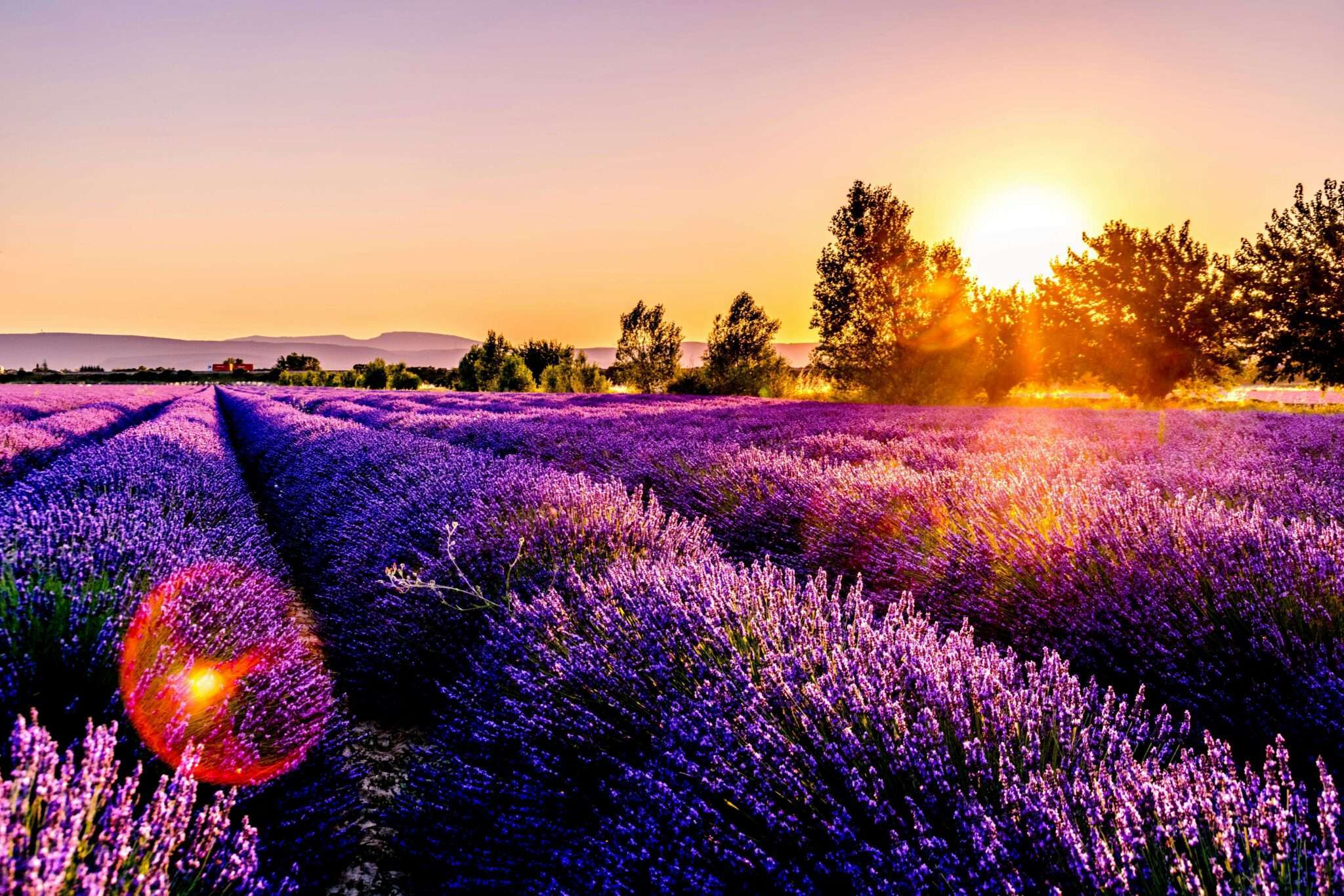 Dog in Provence lavender fields southern France