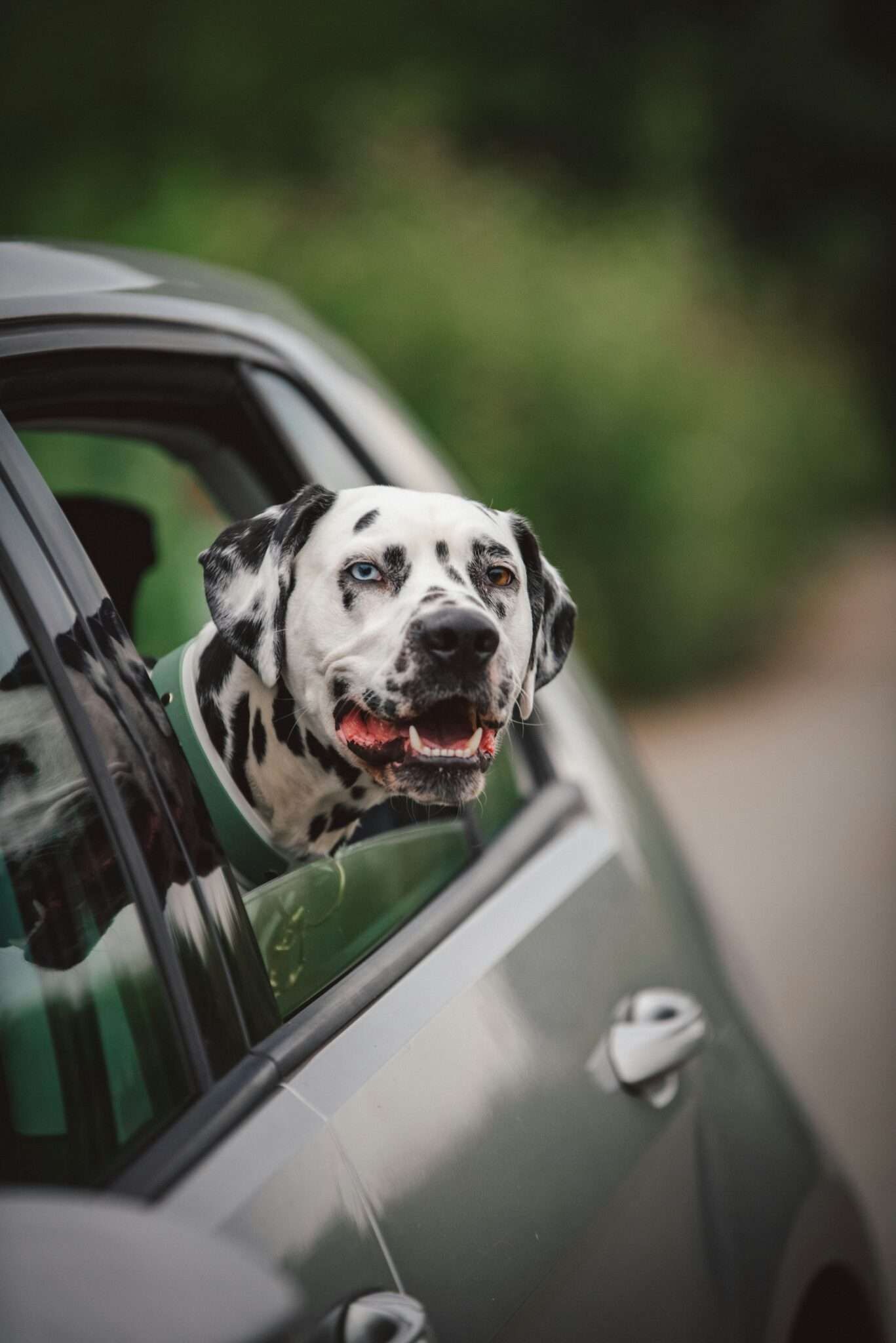 Chien heureux en road trip, tête à la fenêtre de la voiture