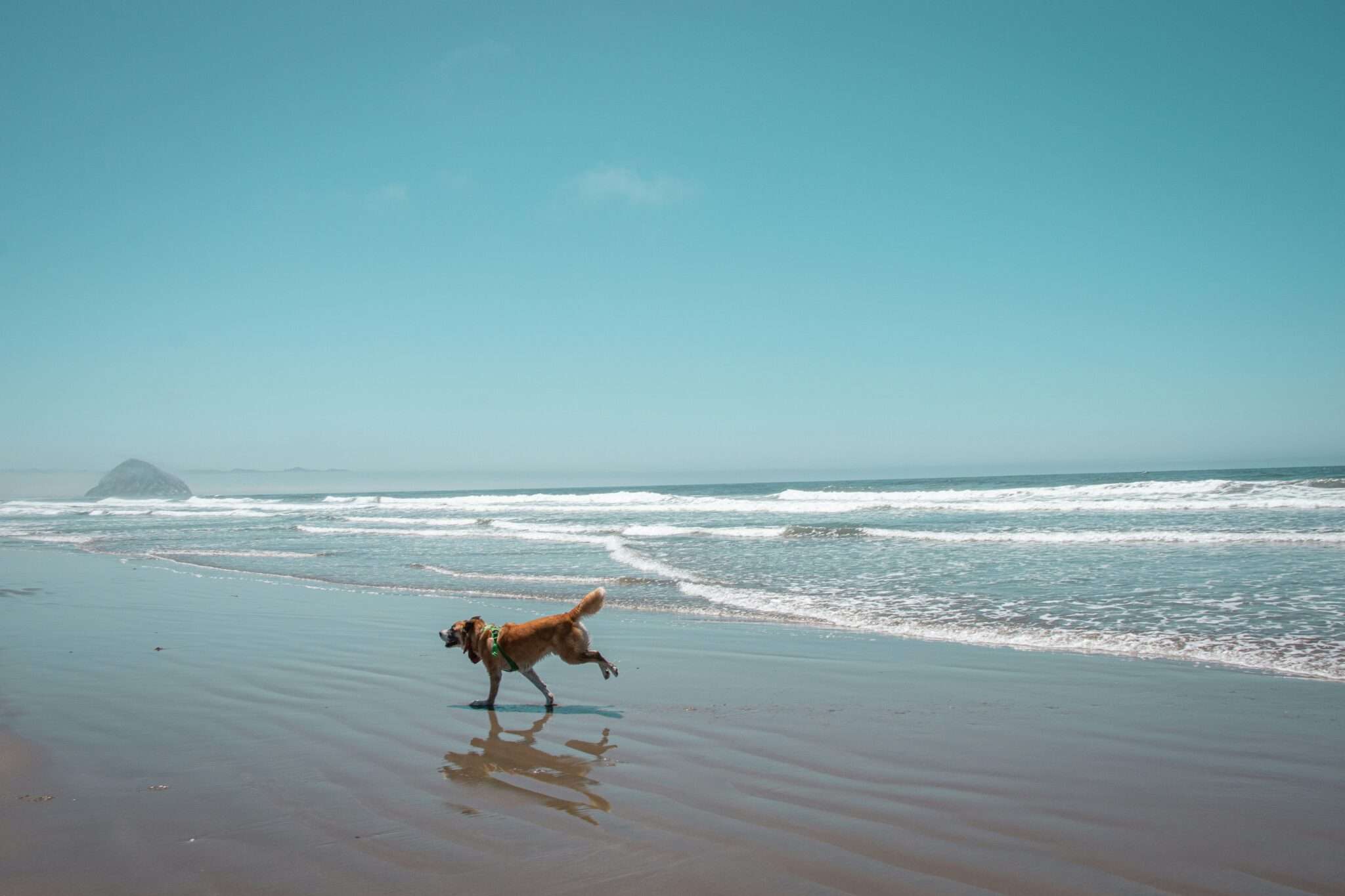 chien plage Bretagne location vacances dog-friendly bord de mer