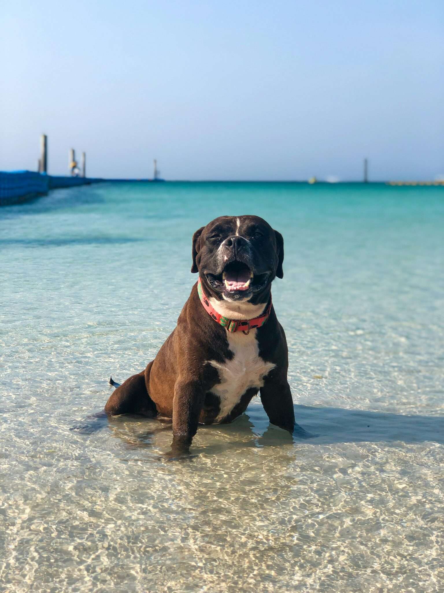 Chien à la plage par temps chaud, chaleur et sable