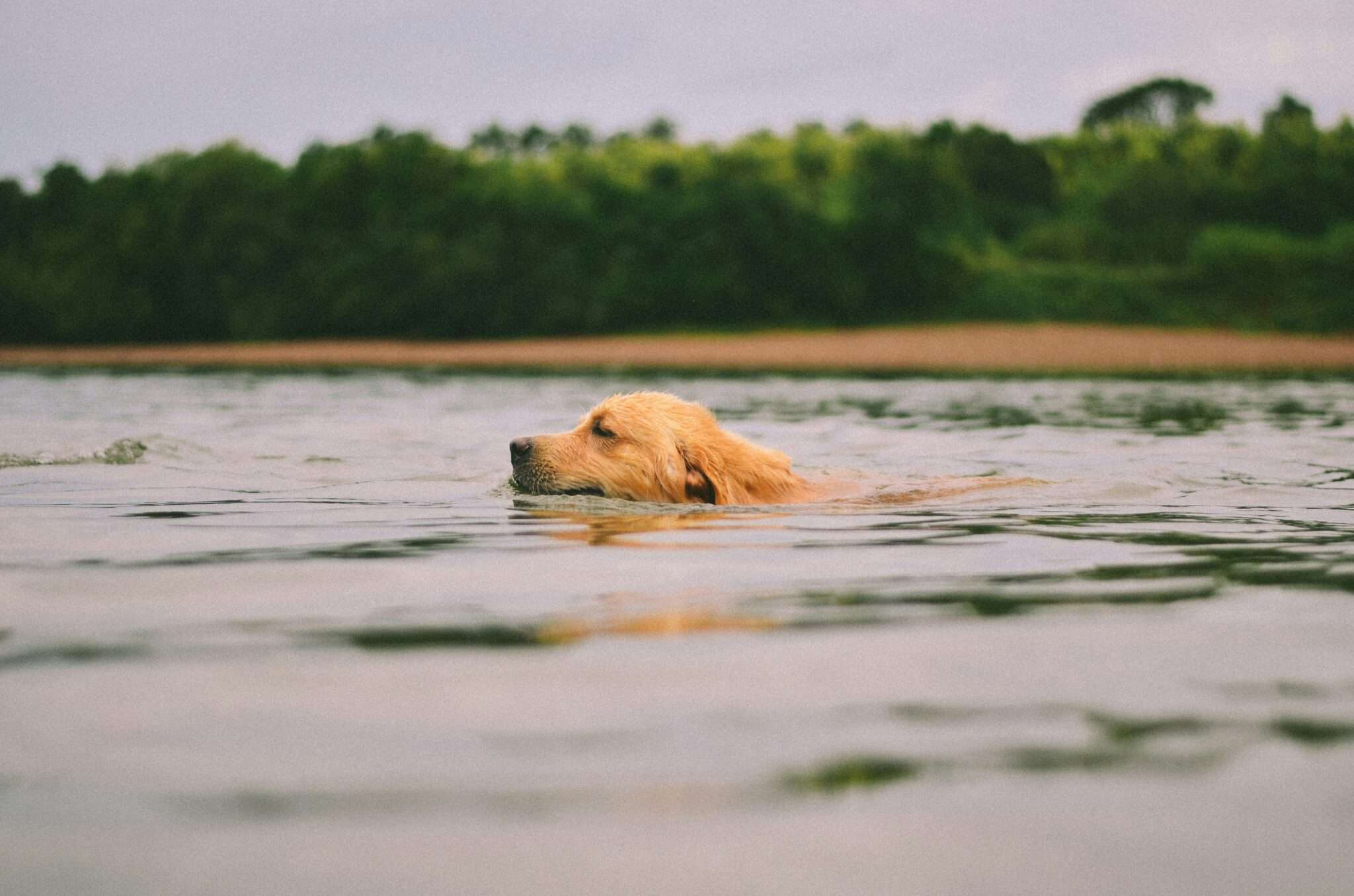 Chien qui nage de facon securisee dans l eau en ete, baignade surveillee et securite aquatique