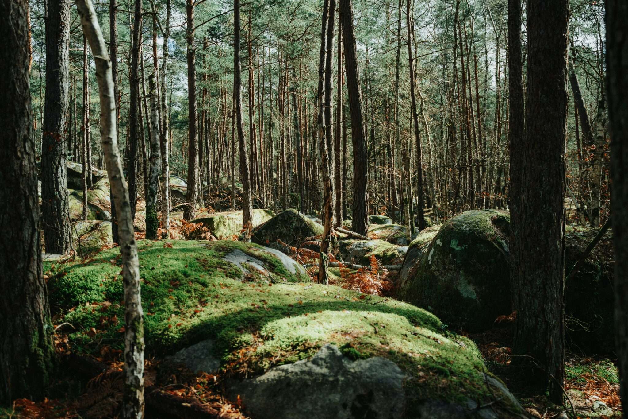Gorges de Fontainebleau avec son chien : rochers de grès et lande