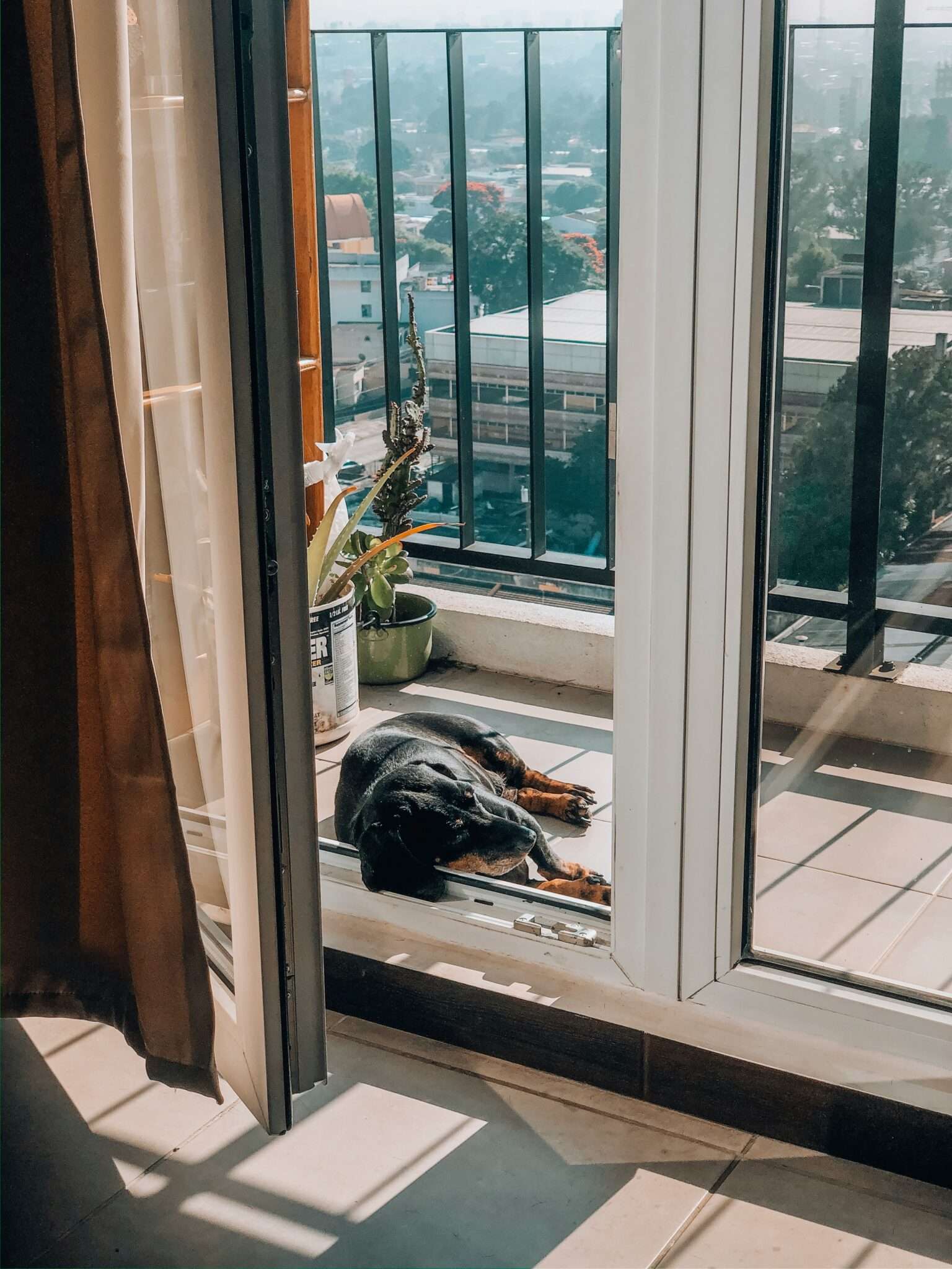 Chien au frais pendant la canicule, chaleur estivale