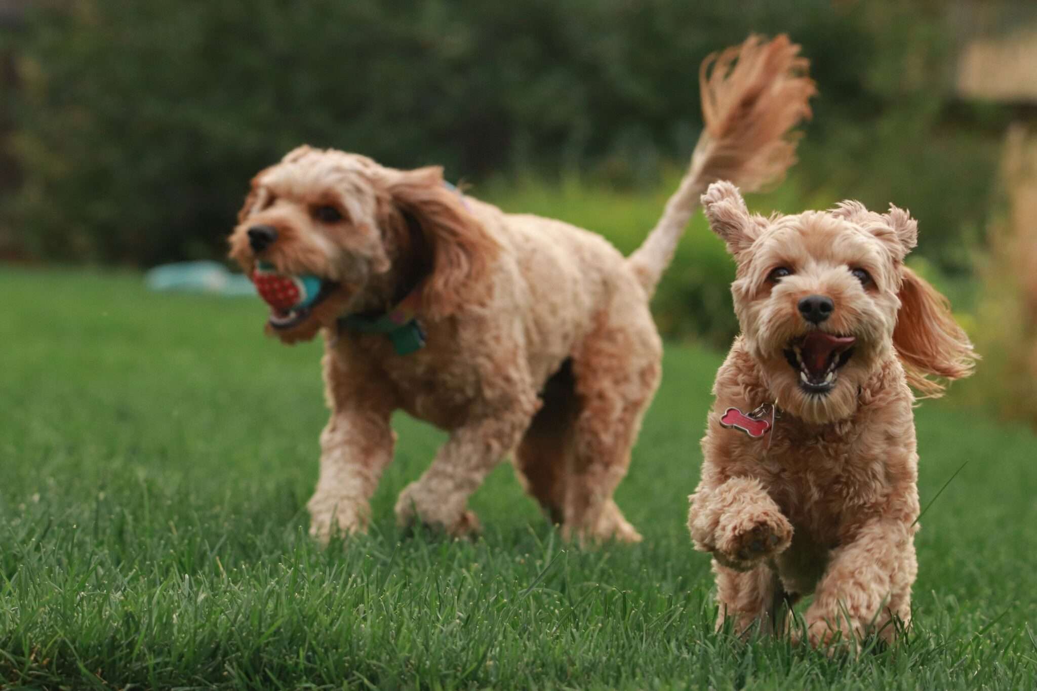 Plusieurs chiens ensemble dans une pension ou garde collective