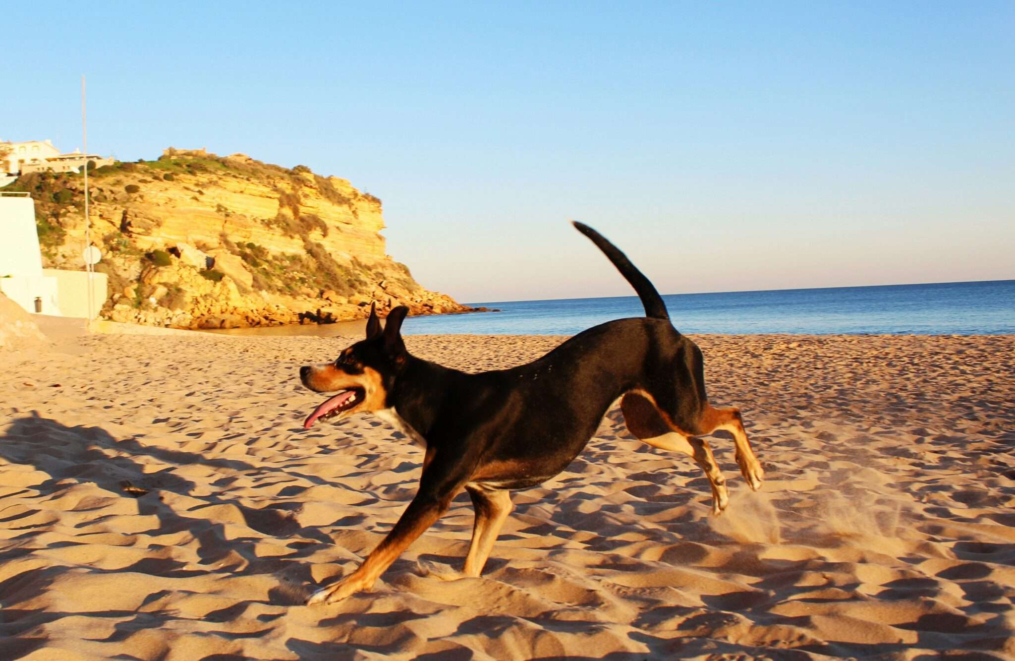 Un chien sur la plage de Jullouville, plage dog-friendly en Normandie