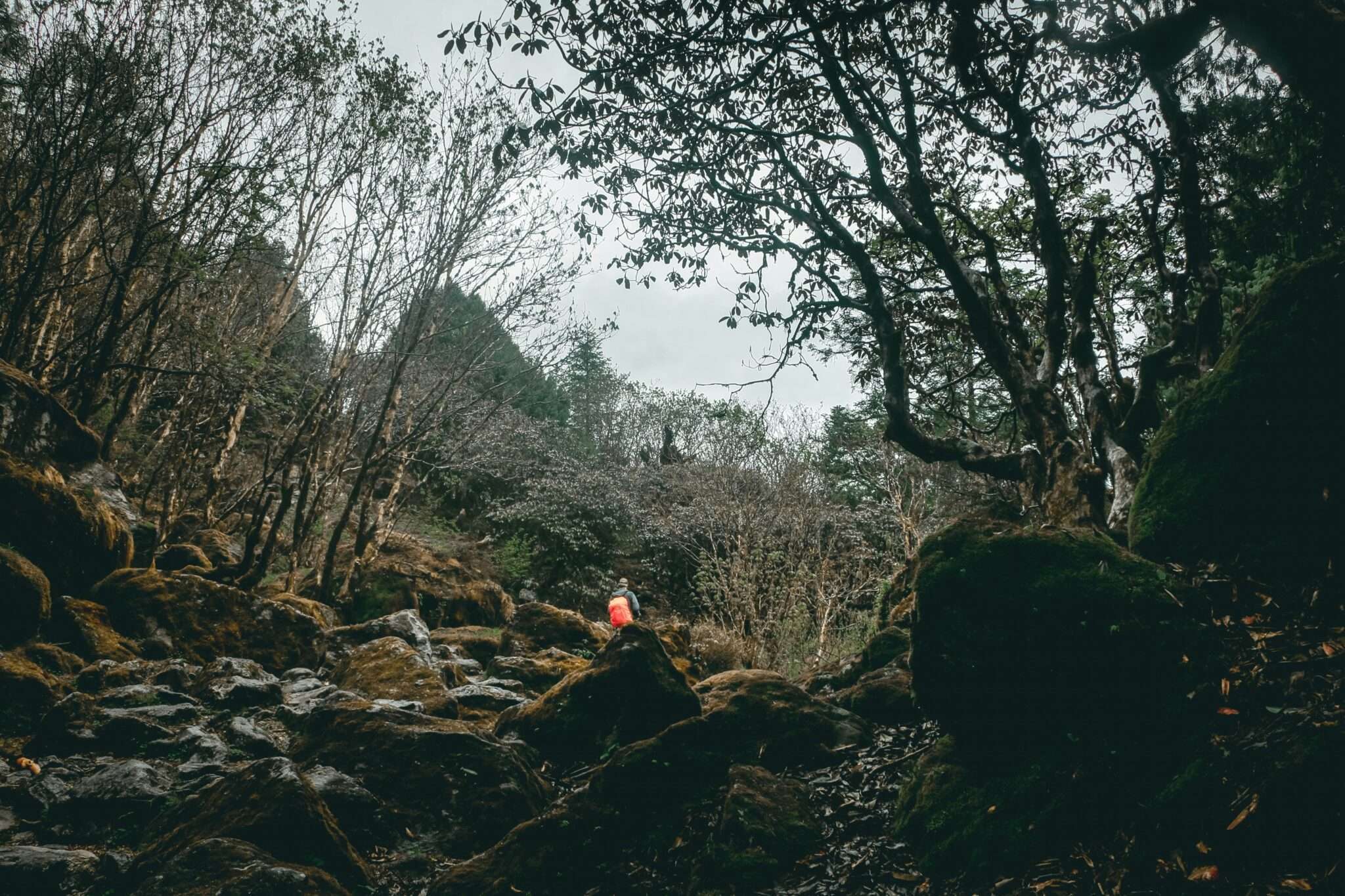 Gorges d'Apremont à Fontainebleau : chaos de rochers de grès et lande ouverte