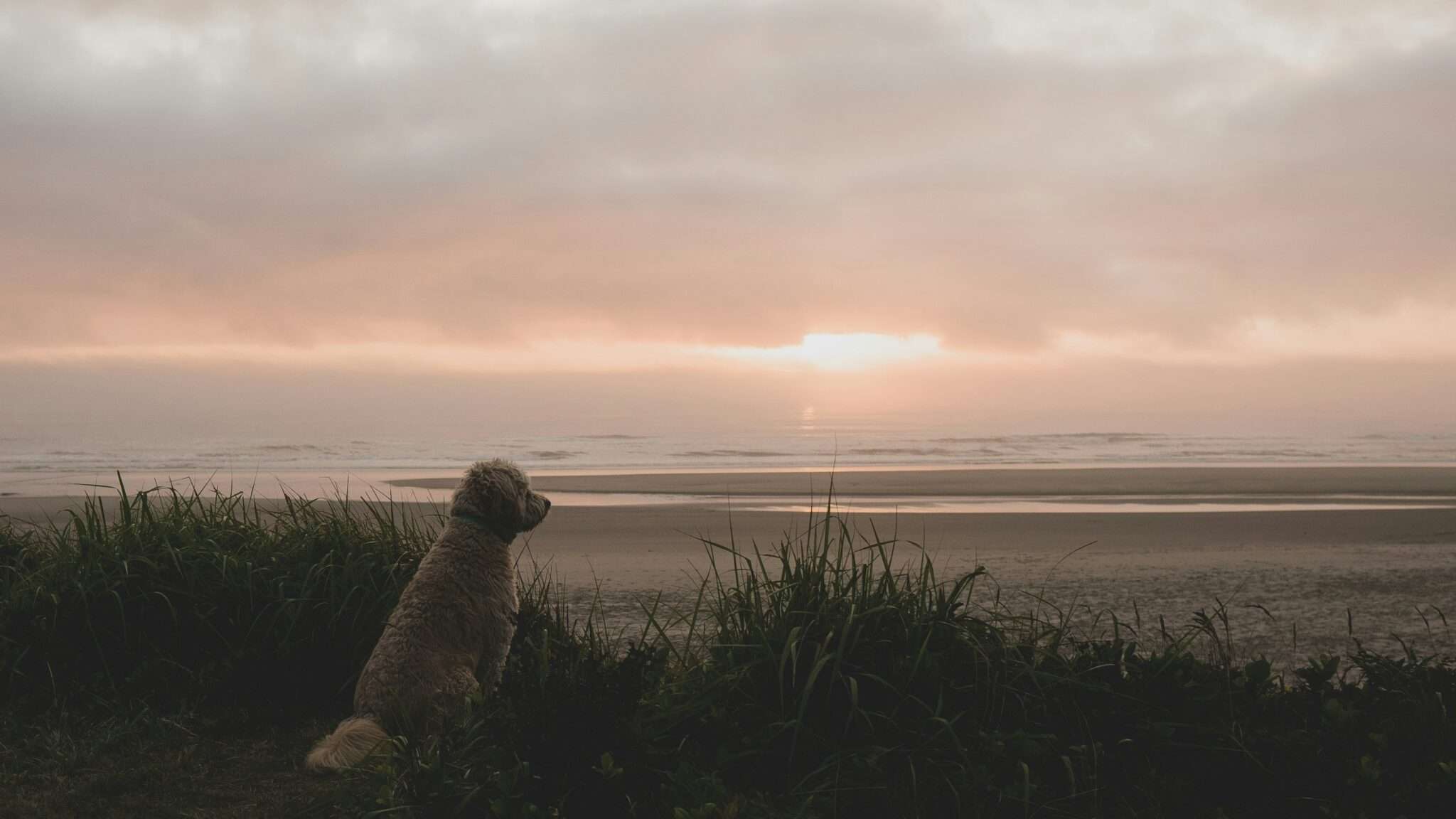 Chien sur une plage déserte en automne, plages autorisées hors saison