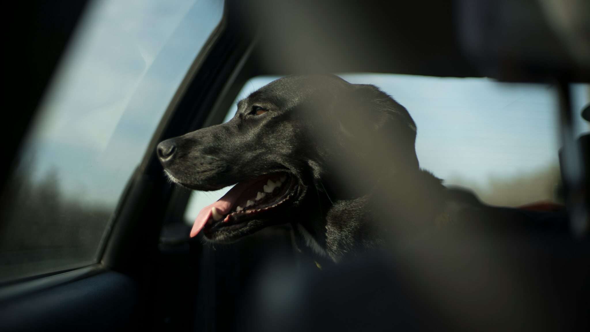 Chien en voiture par temps chaud, dangers de la chaleur