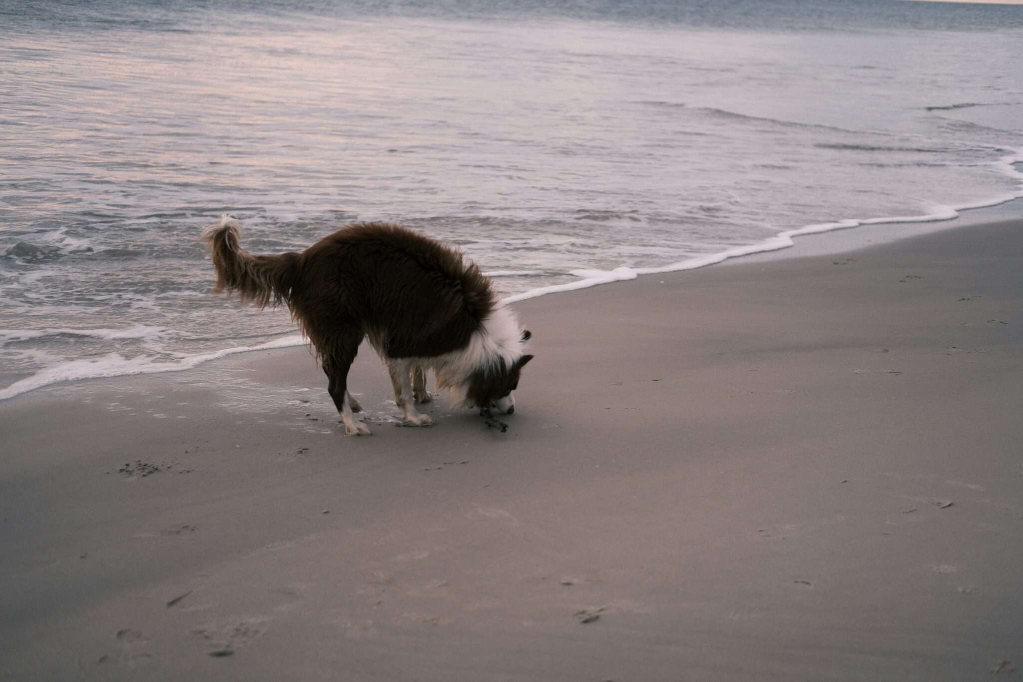 Un chien sur la plage de Niolon au Rove, plage dog-friendly en Bouches-du-Rhône