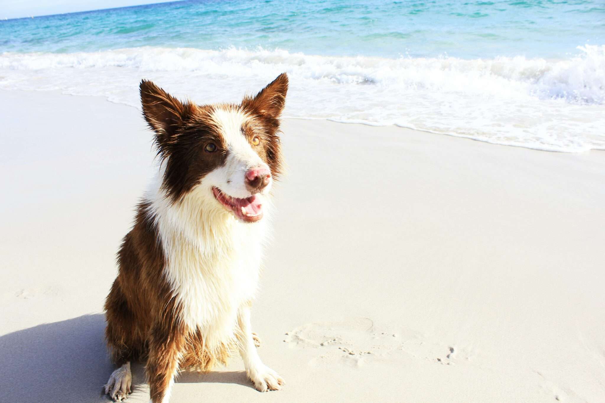 Un chien sur la plage de Saint-Coulomb, plage dog-friendly en Ille-et-Vilaine