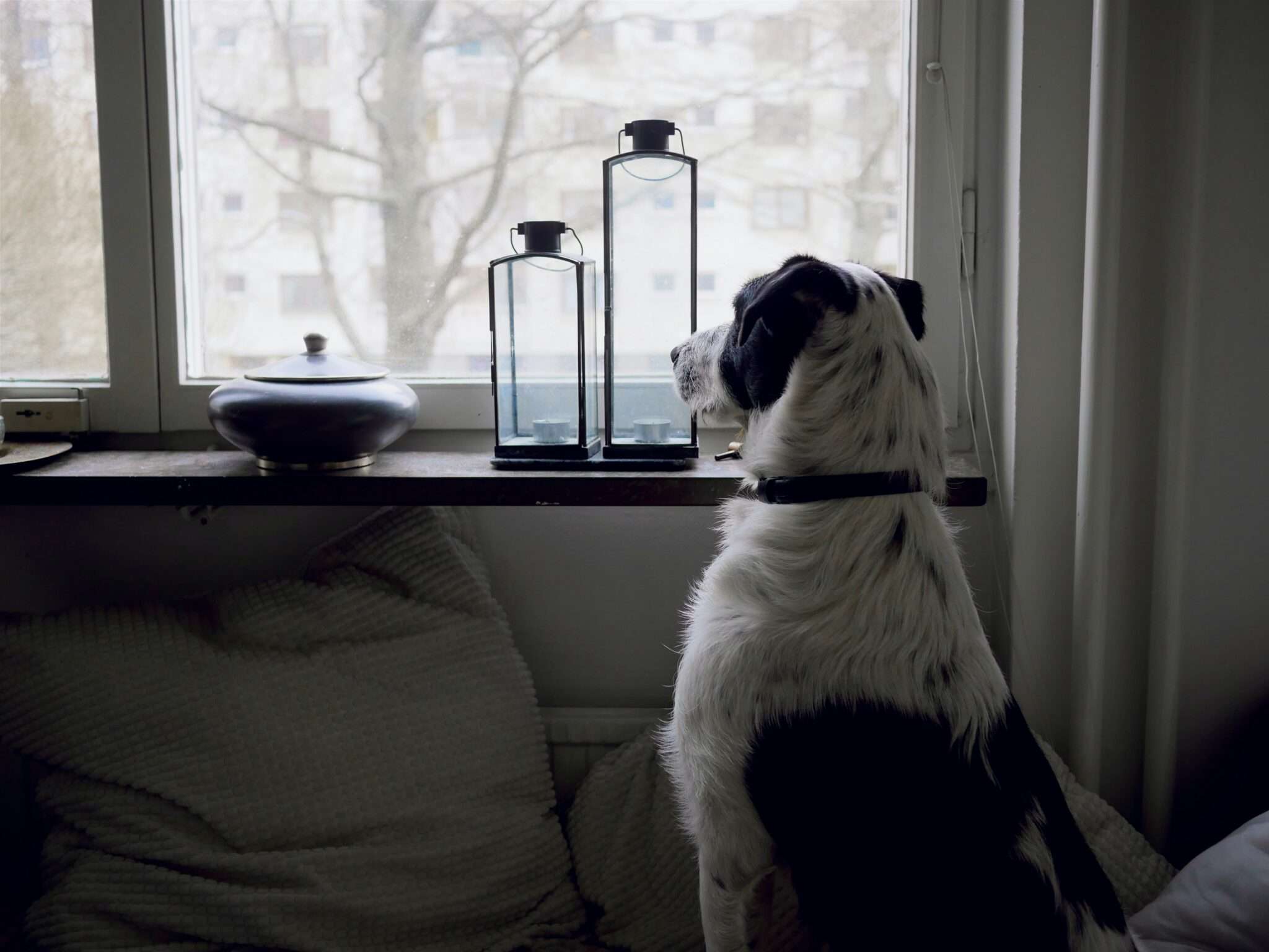 Chien qui attend seul à la maison regardant par la fenêtre