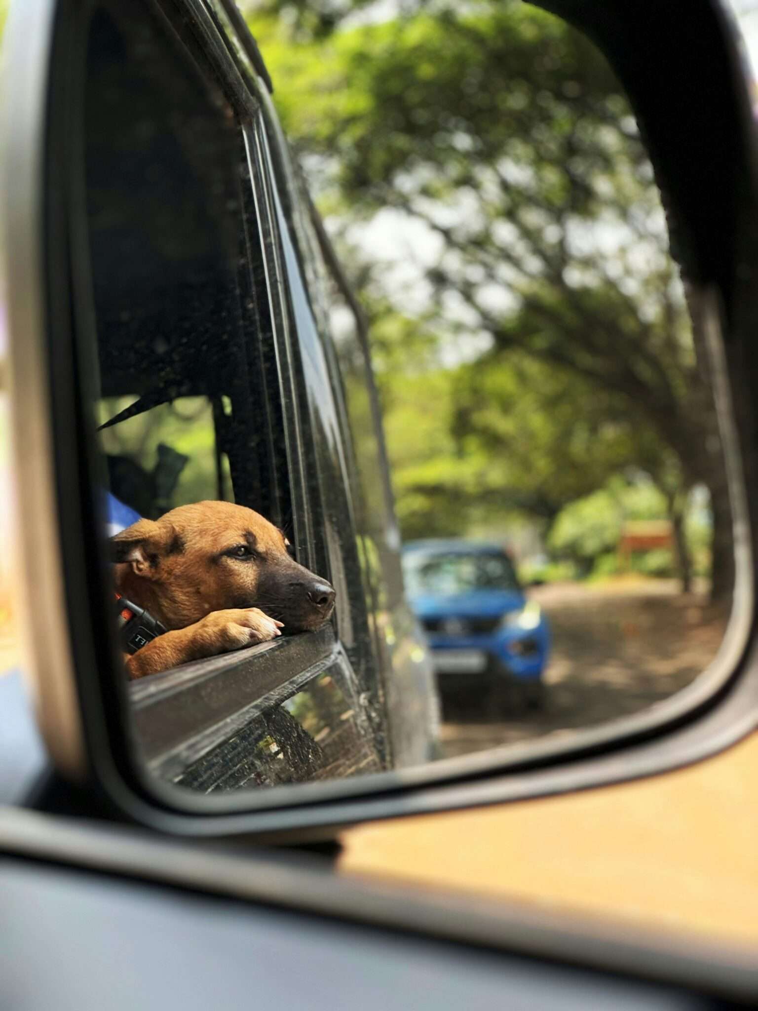 Chien anxieux dans une voiture, mal des transports