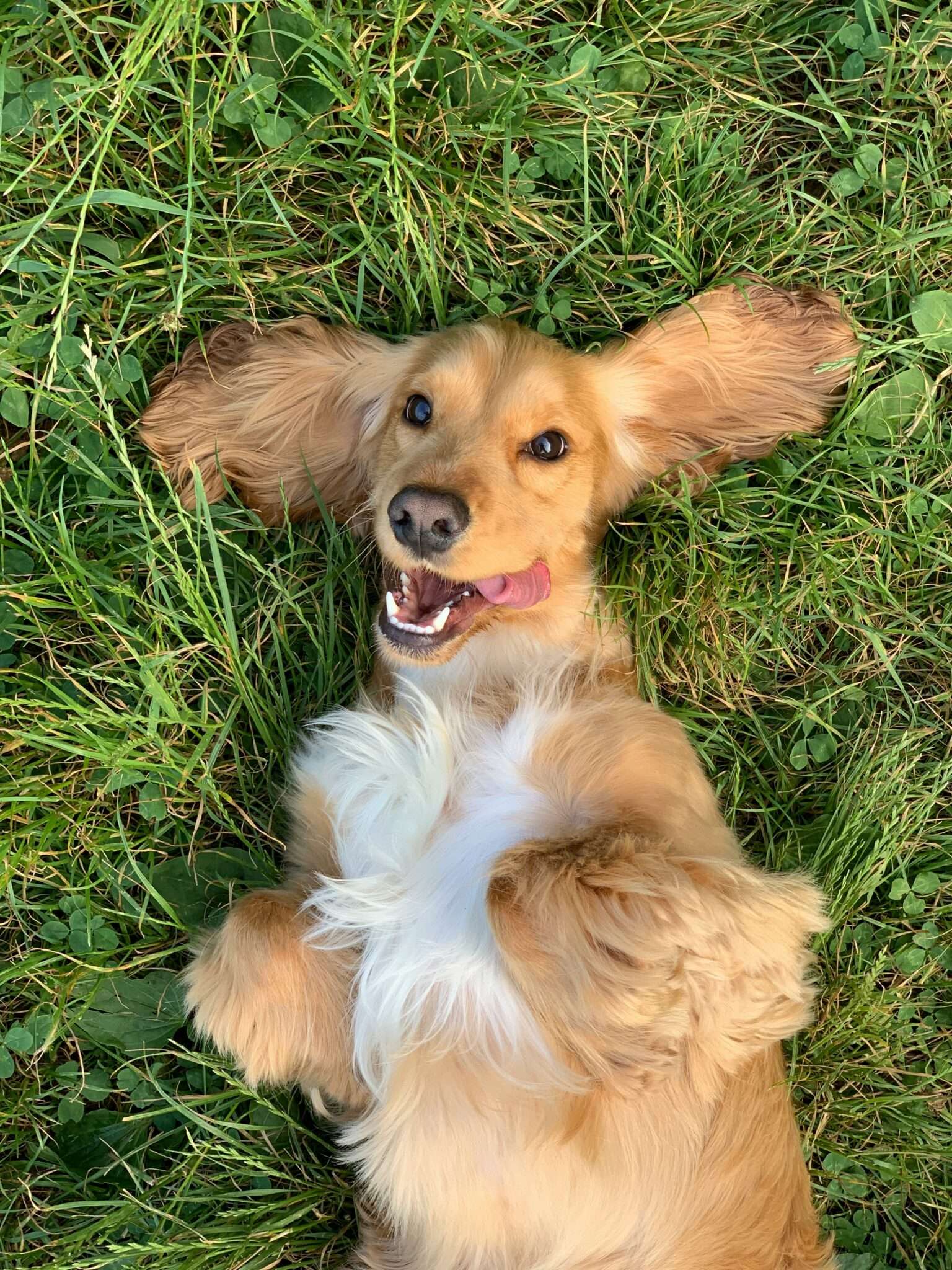 Herbes sèches et épillets dangereux pour les chiens en été