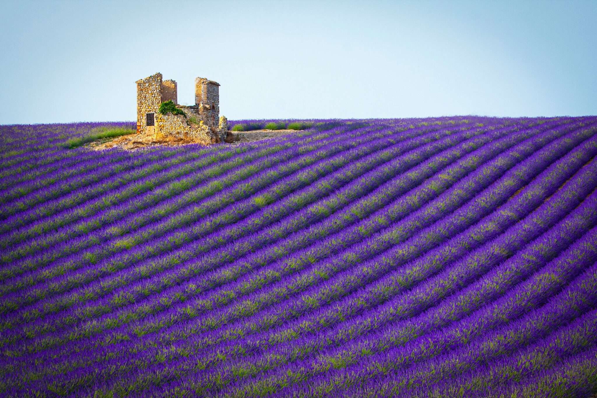Route de la lavande en Provence avec champ de lavande en fleur