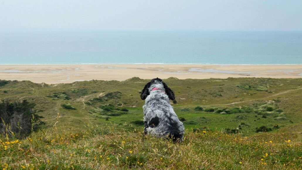 Chien de dos regardant la plage du Morbihan hors saison