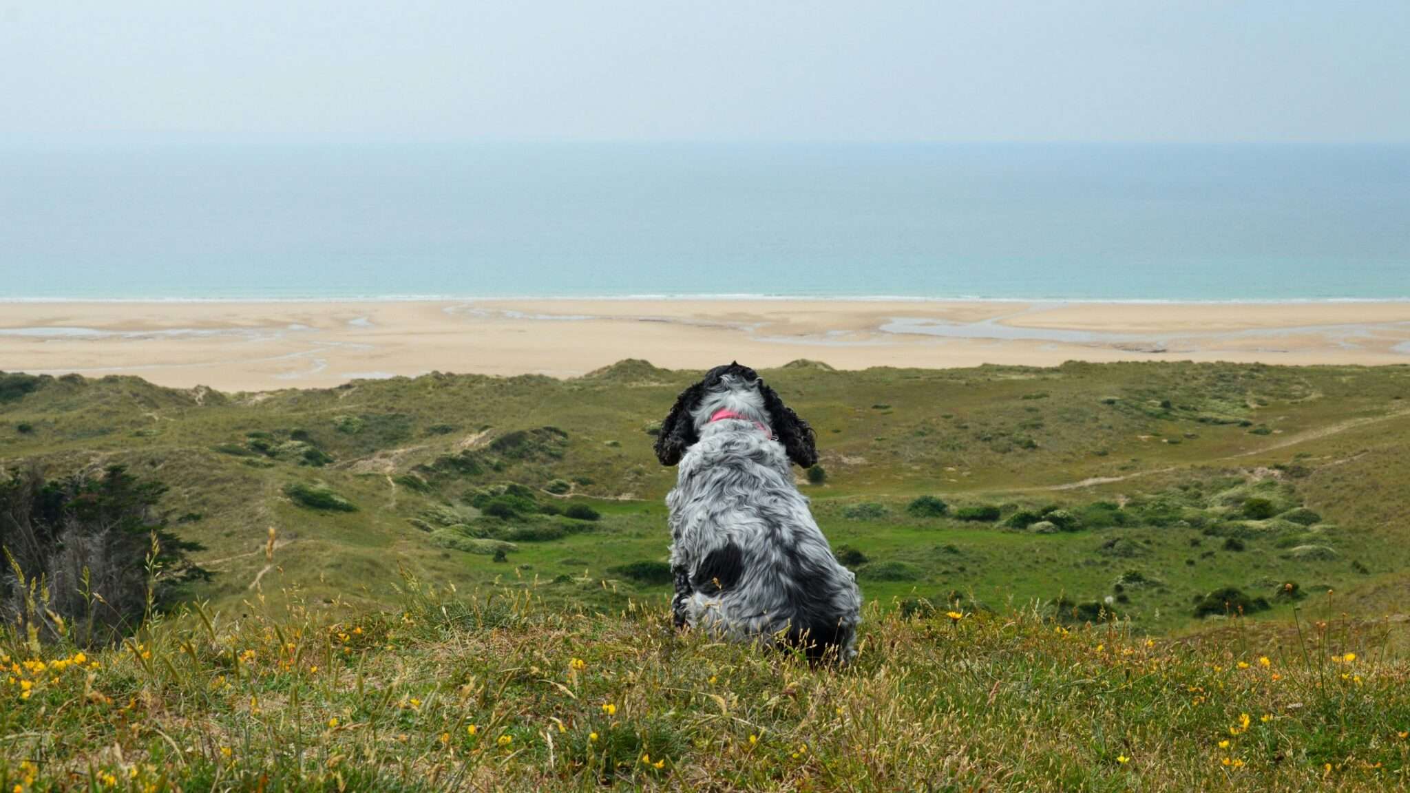 Chien de dos regardant la plage du Morbihan hors saison