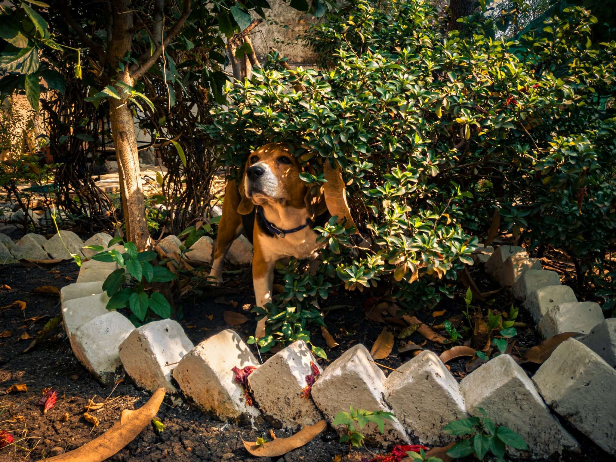 Chien qui se détend dans le jardin d'une maison de vacances dog-friendly