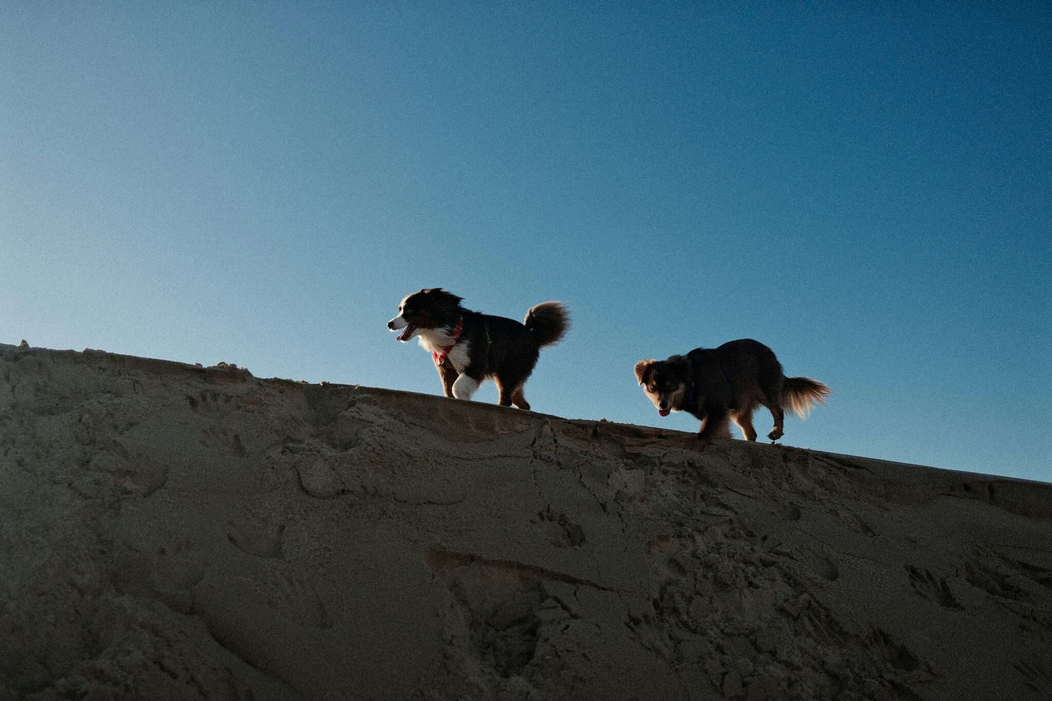Deux chiens sur la Dune du Pilat près d'Arcachon