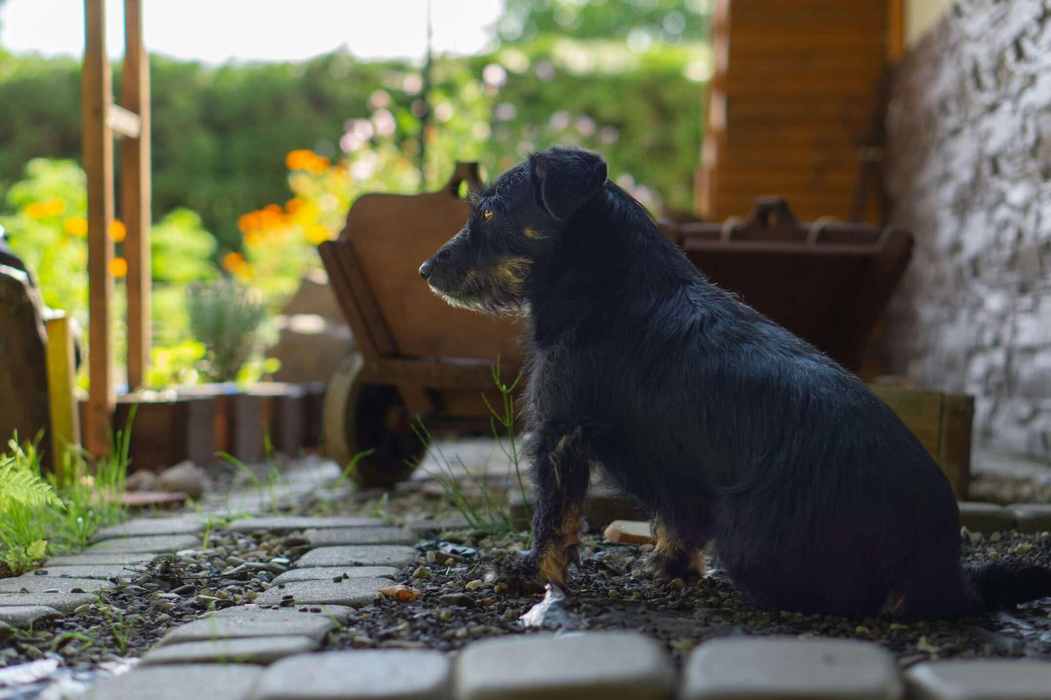 Parc naturel régional du Vexin français avec son chien : plateau et vallées