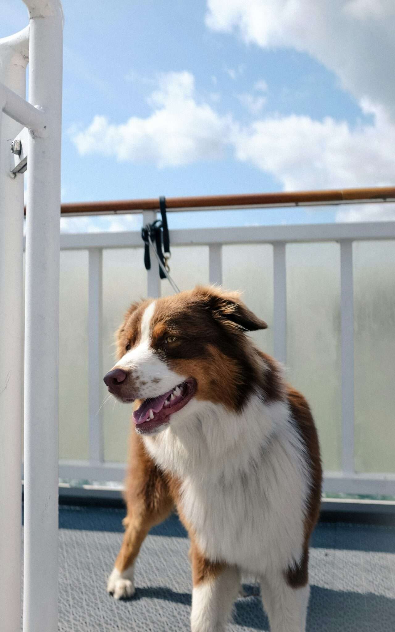 Chien à bord d'un ferry ou d'un bateau en mer