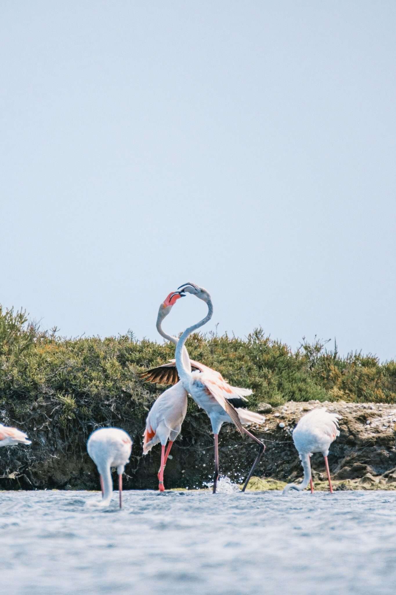 Étang et cygne à Gruissan dans l'Aude