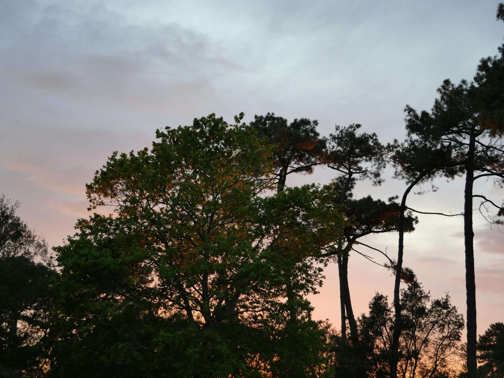 Forêt de pins des Landes traversée par un sentier sablonneux