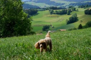 Paysage de montagne a Abriès-Ristolas ou les chiens sont acceptes